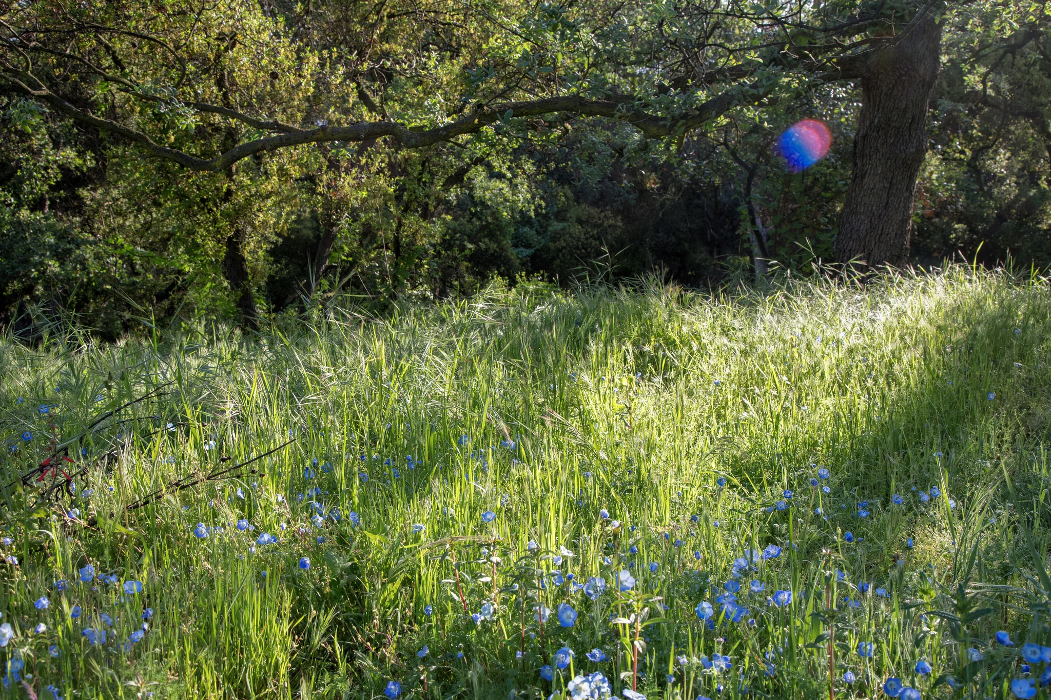 Sometimes I am lucky enough to catch a fairy orb. This one was spotted in the magical meadow that is just starting to bloom with wildflowers.