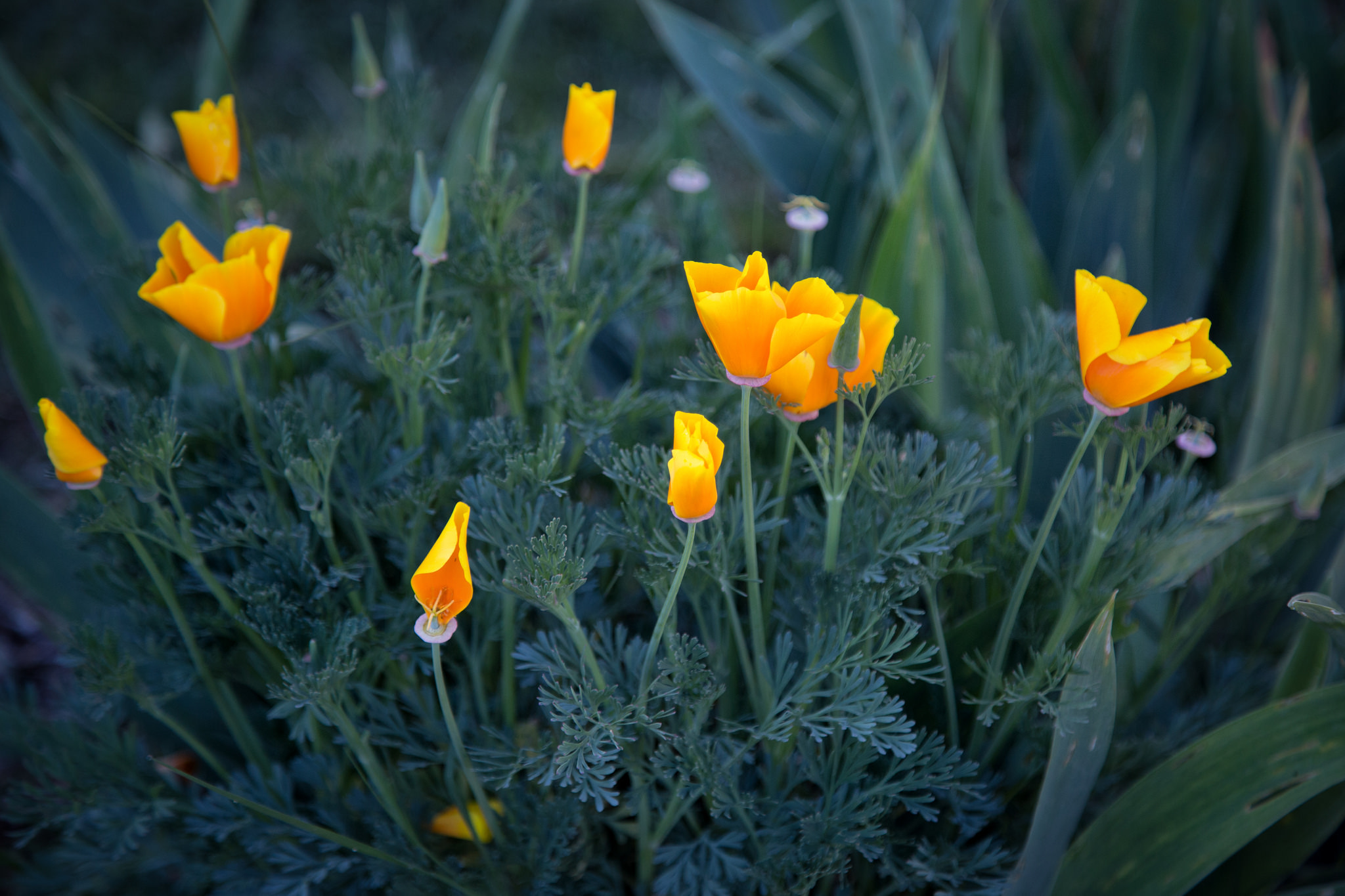 California Poppies are starting to bloom all throughout the garden.