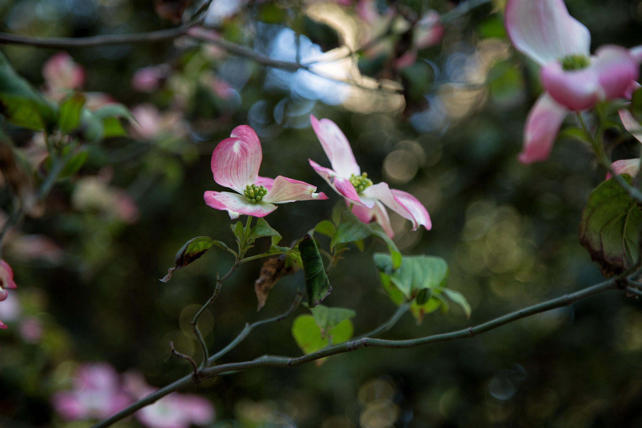 Dogwoods are blooming.