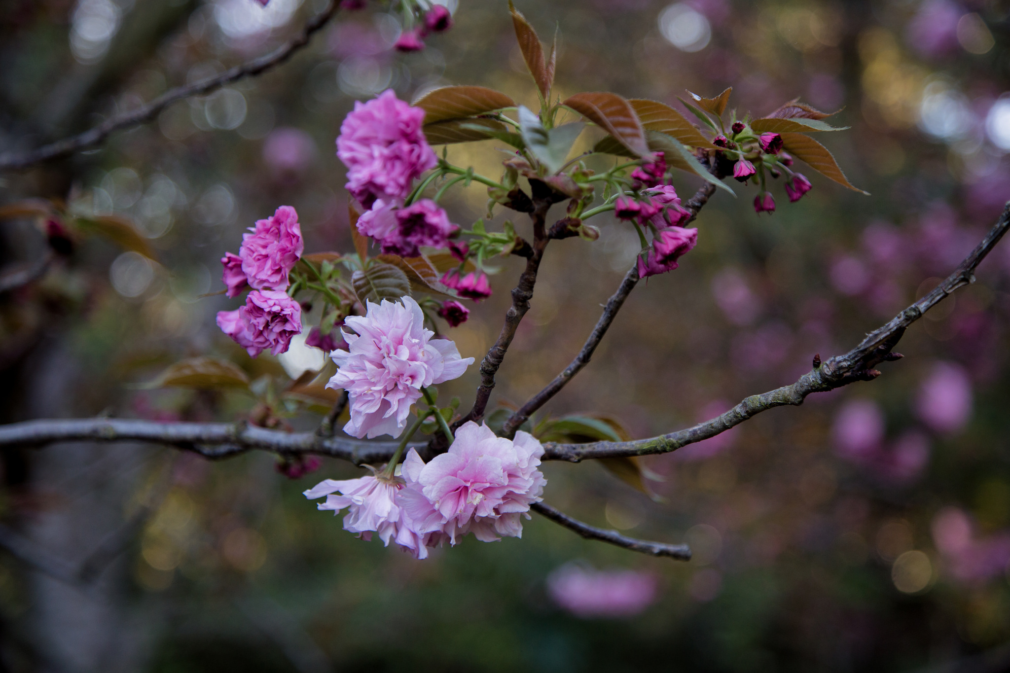More beautiful cherry blossoms.