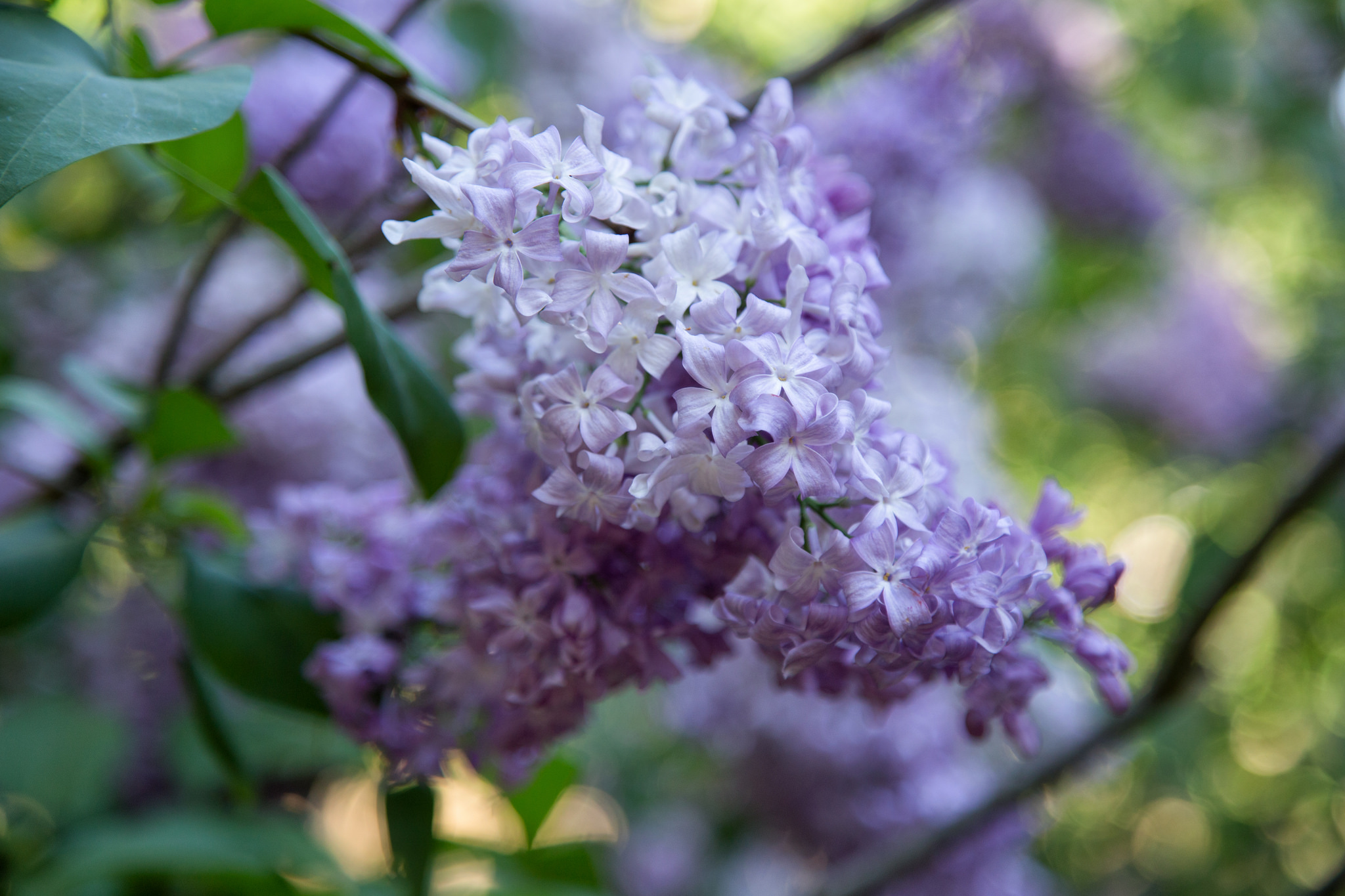 The lilac grove is now in full bloom. The aroma is incredible.