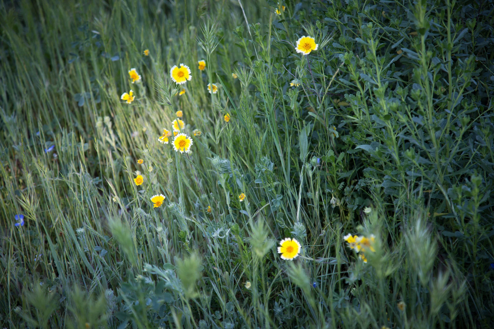 Wildflowers in the California Natives section are starting to show.