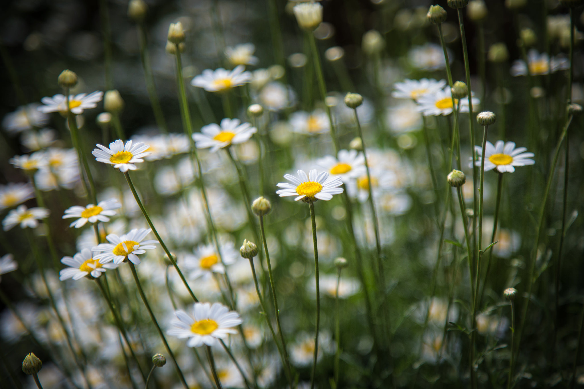Some flowers in the herb garden.