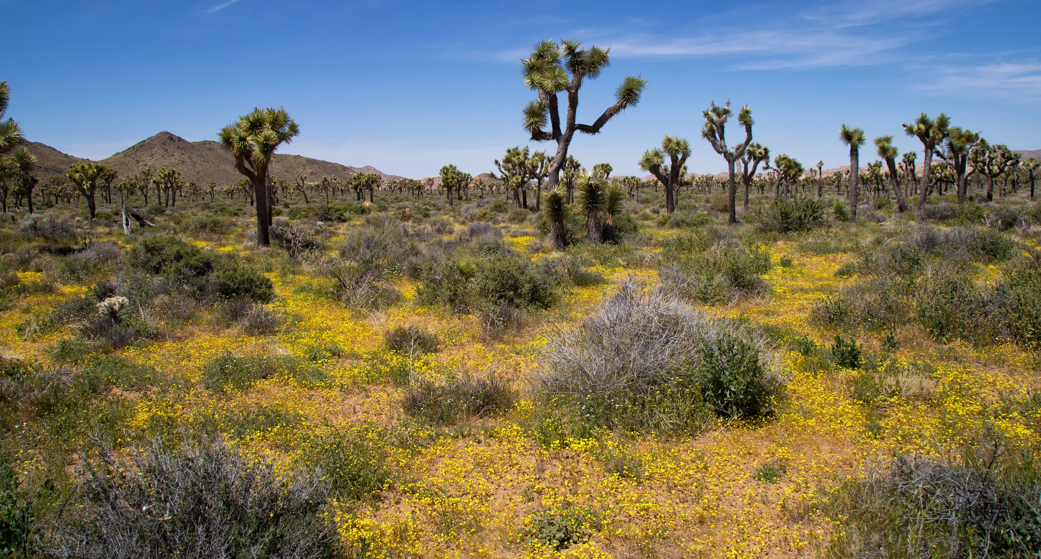 The hiking trail off Keys View Road near Juniper Flats was a golden blanket of Wallace Woolly Daisy and Desert Dandelion