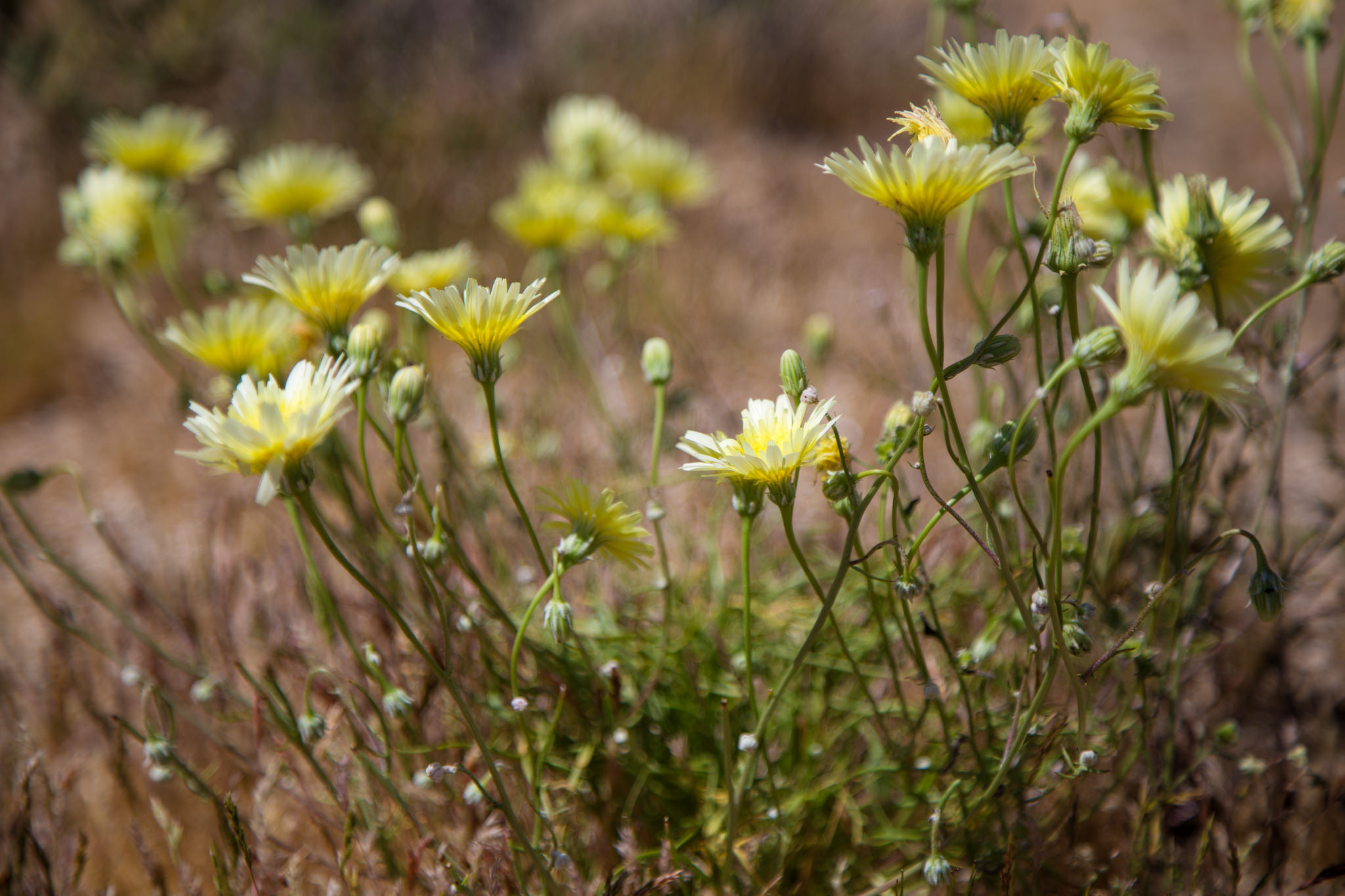 Desert Dandelion