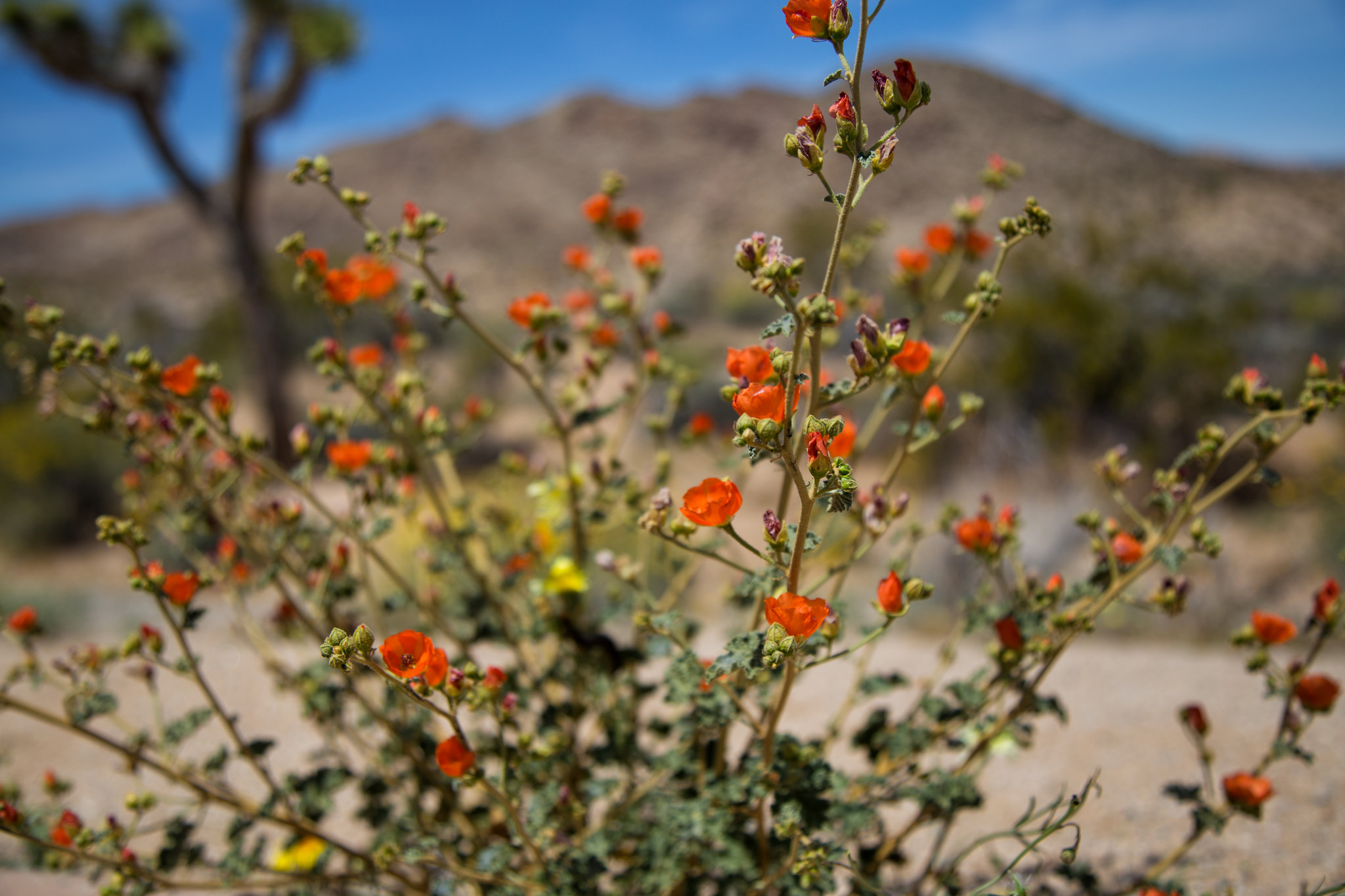 Desert Mallow