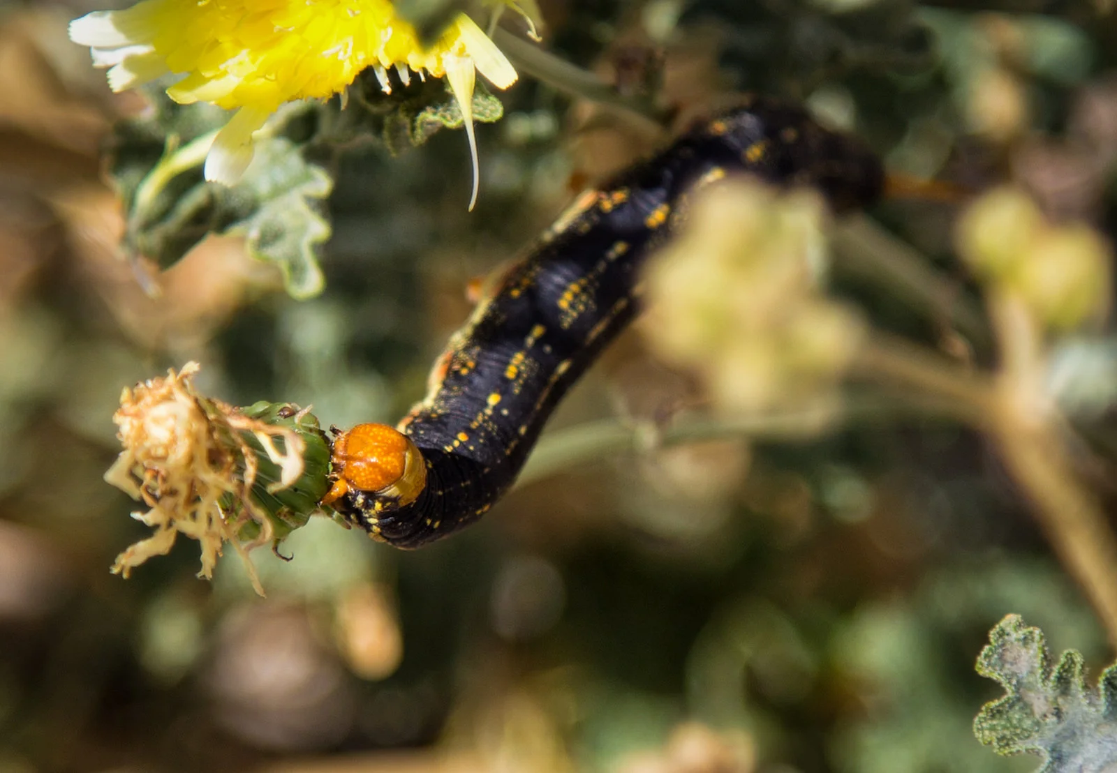 White-lined sphnix moth on desert mallow