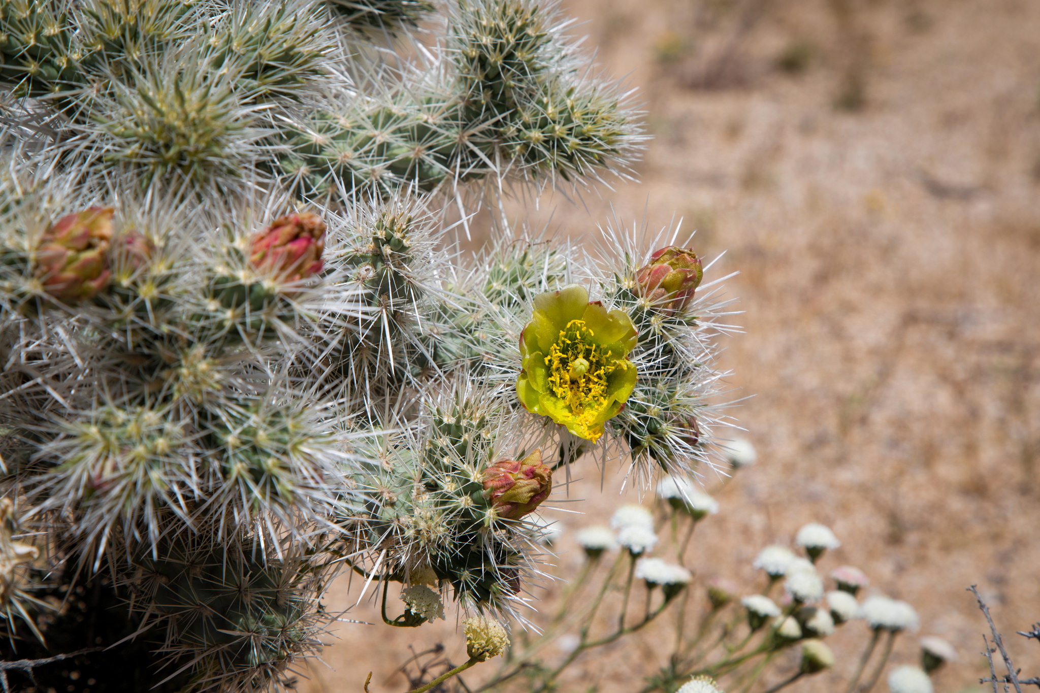 Cholla cactus bloom
