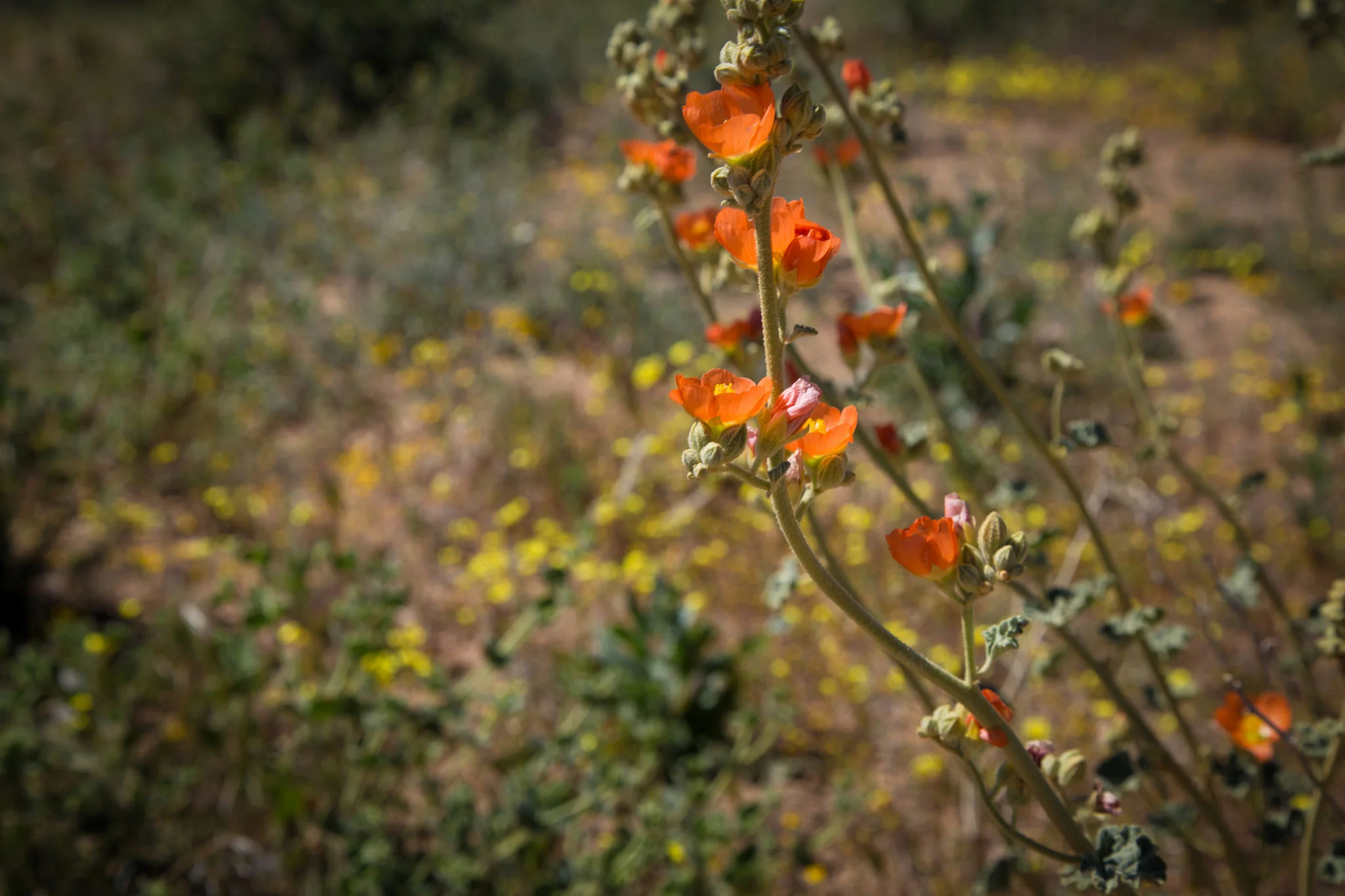 Desert mallow