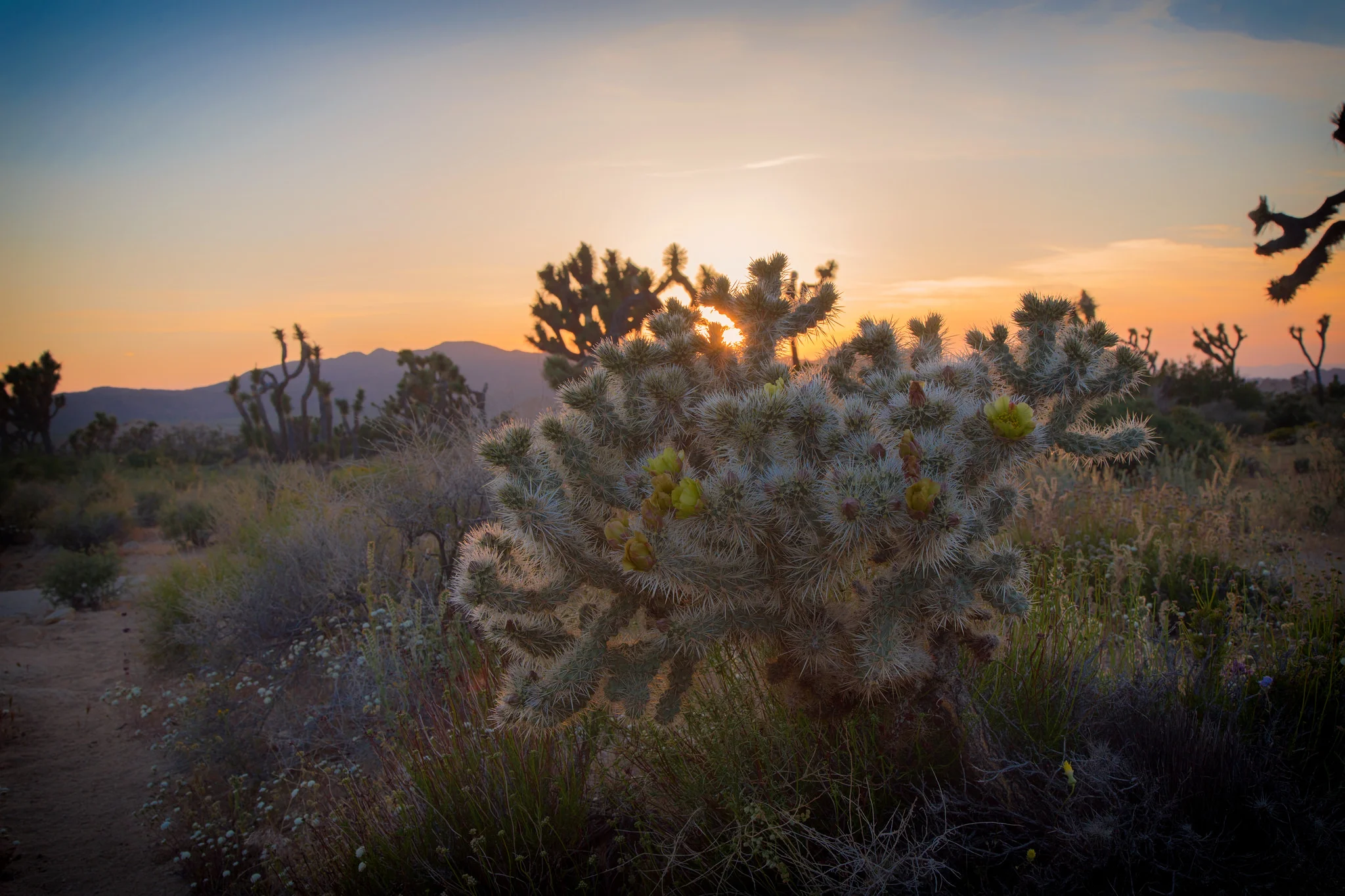 Colla cactus at Ryan Mountain at sunset