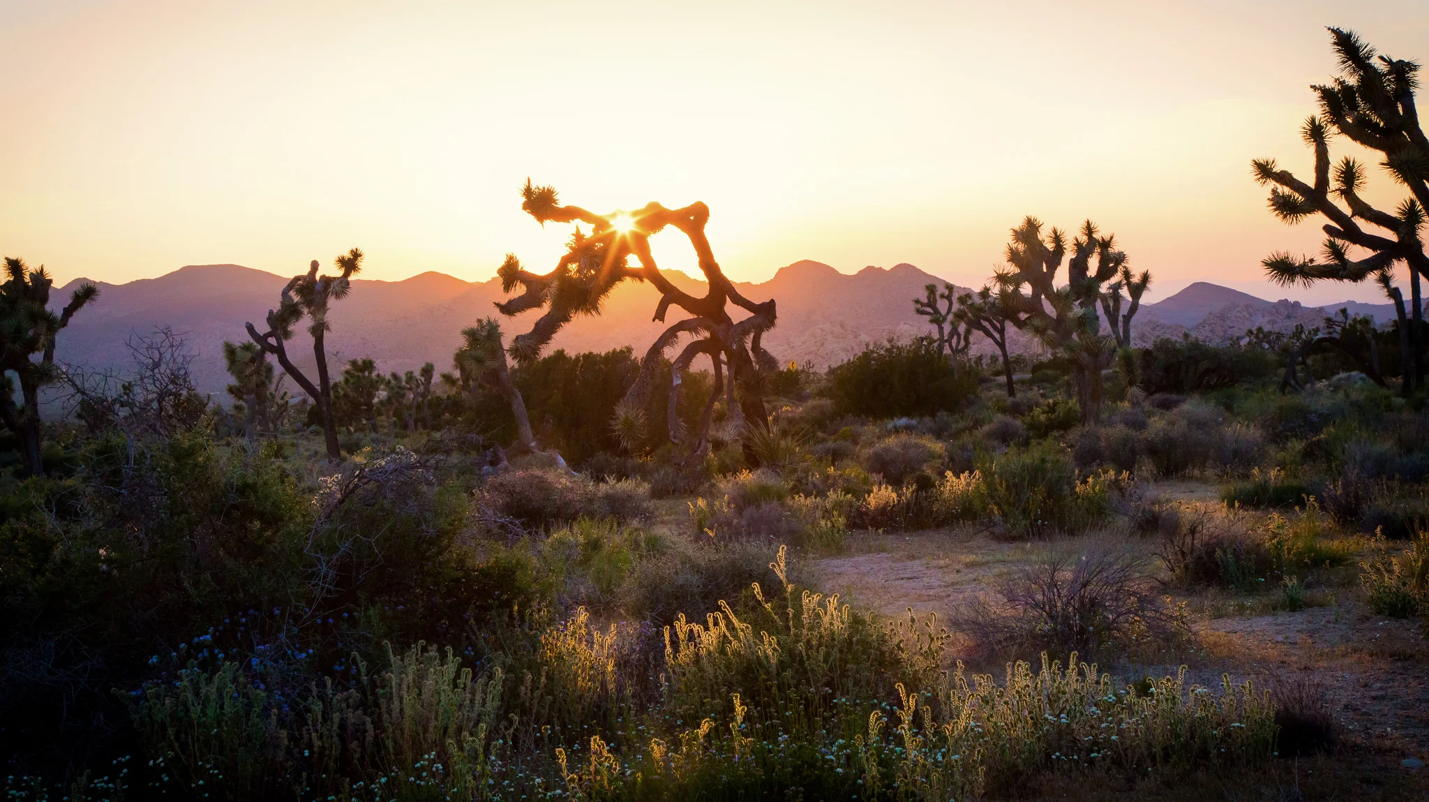 This image and the following were taken just minutes apart during sunset at Ryan Mountain. The light can change so drastically in the desert in just minutes. It's a spectacular show every time!