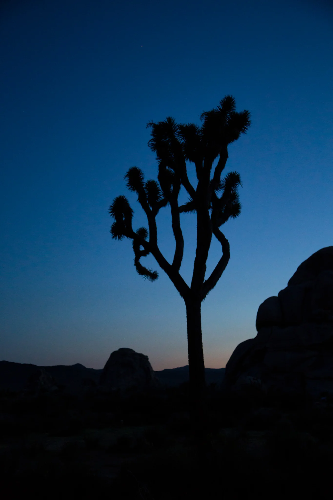 Joshua Trees at Hidden Valley Trailhead just after sunset