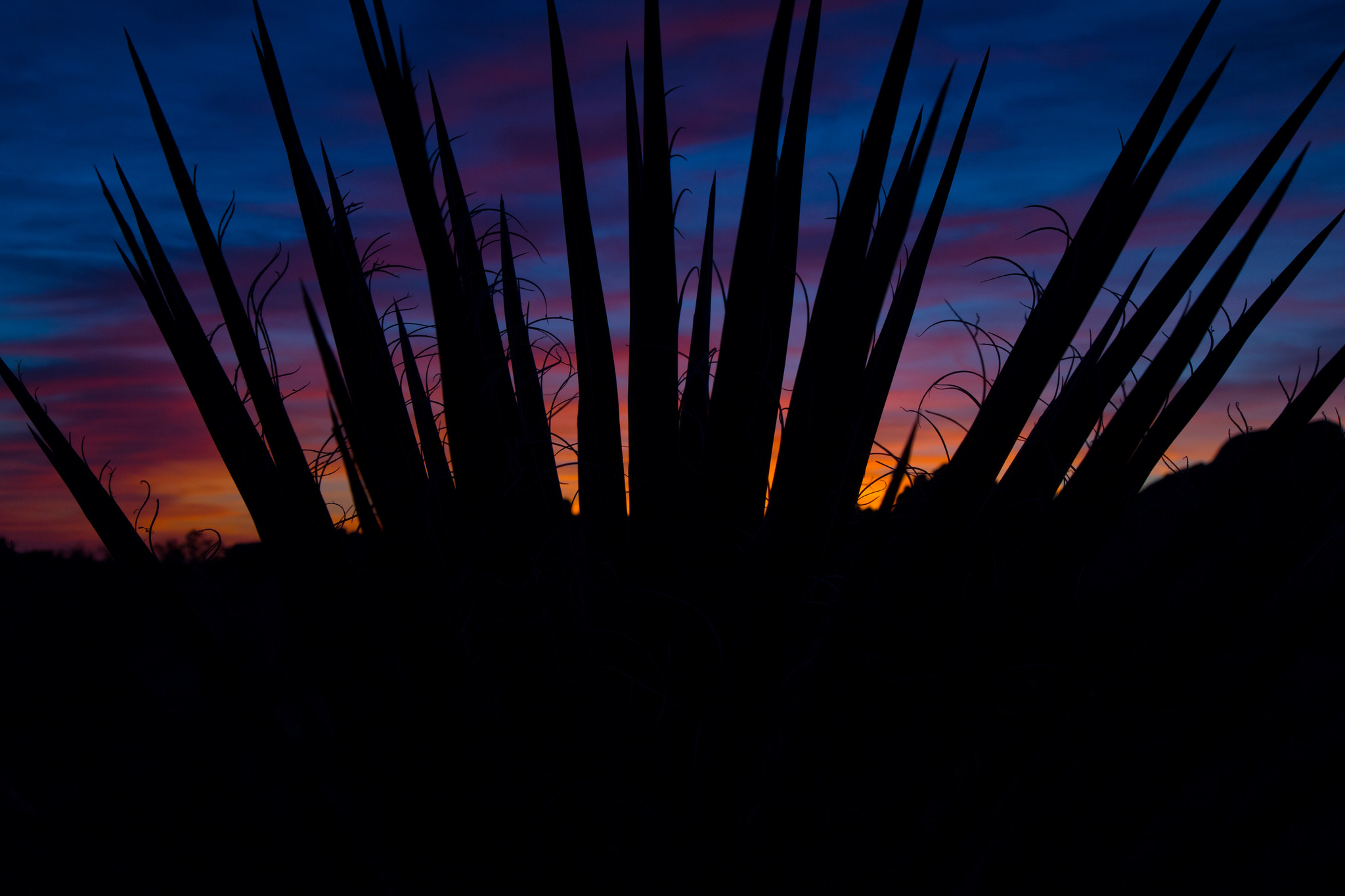Sunrise at skull rock as seen through a yucca plant
