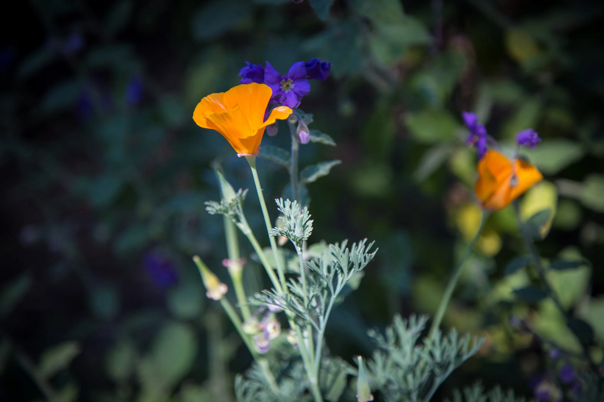California Poppy and Purple Nightshade