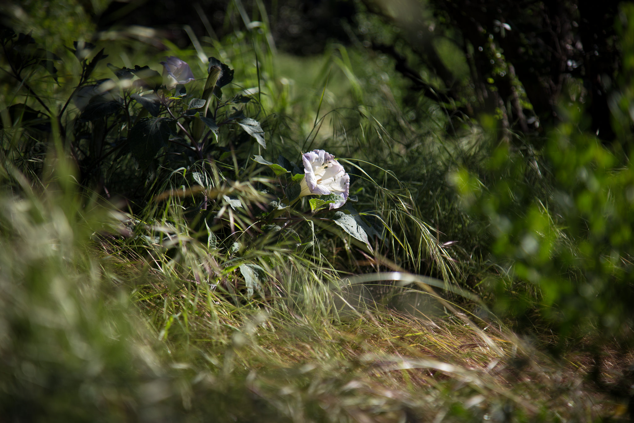 Sacred Datura