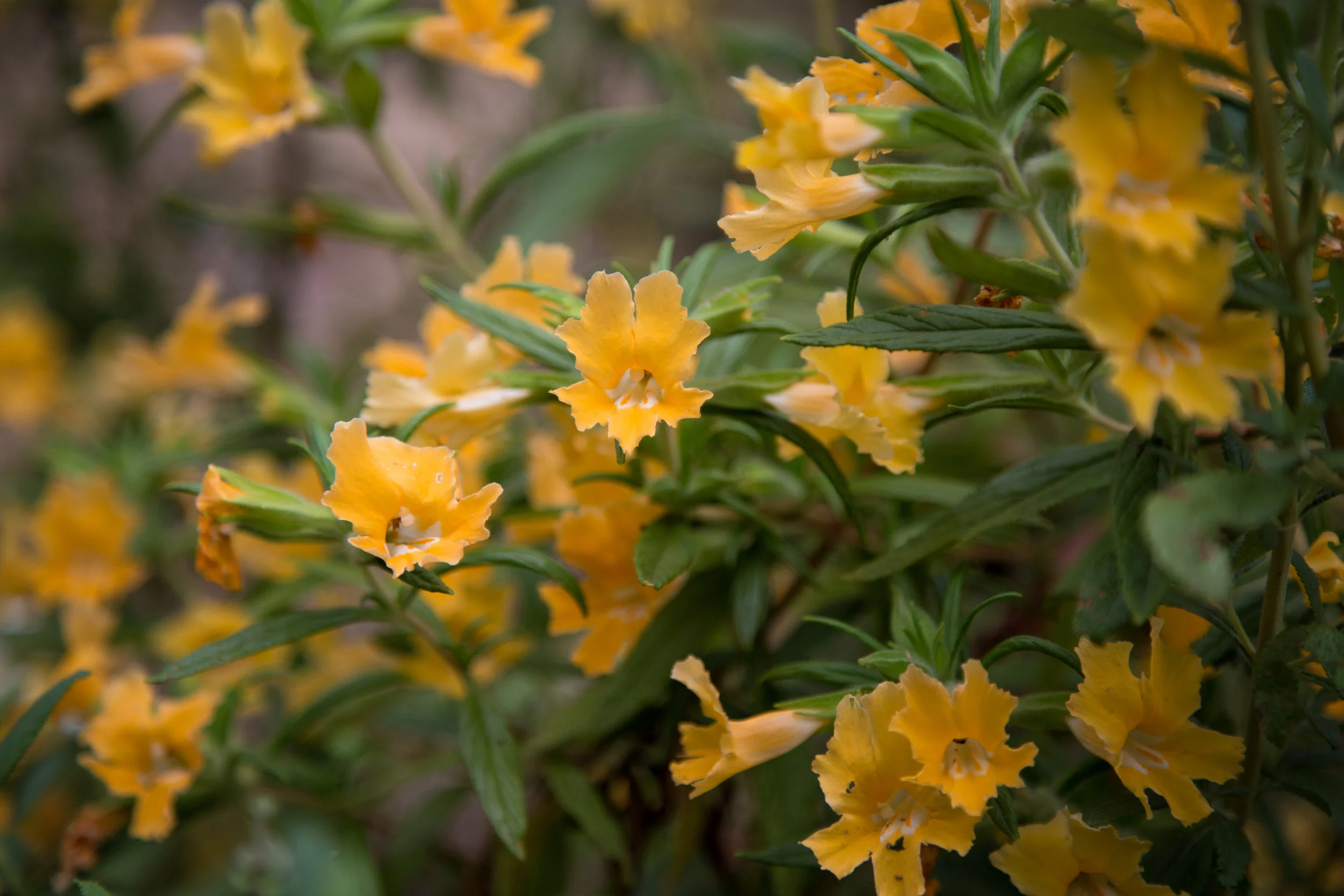 Sticky Monkey Flower