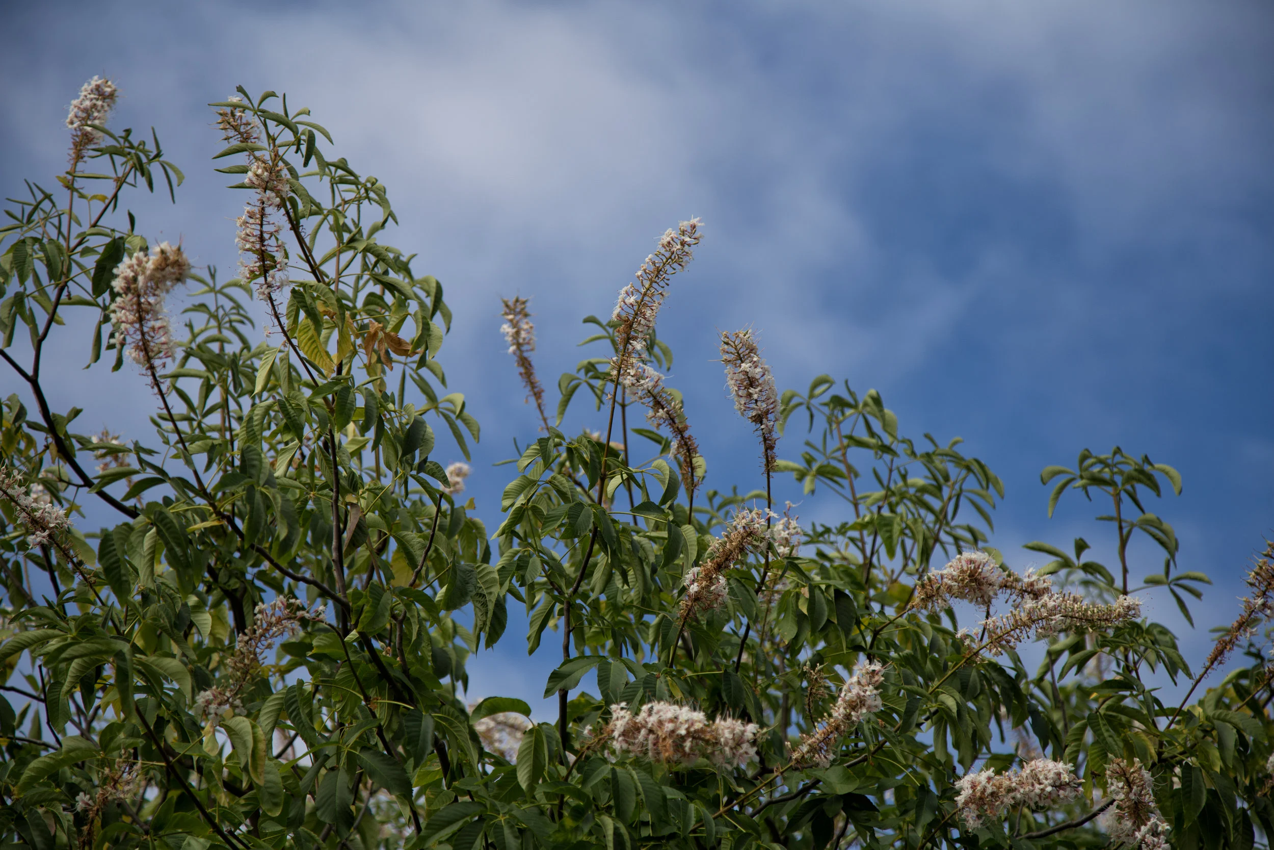 California Buckwheat