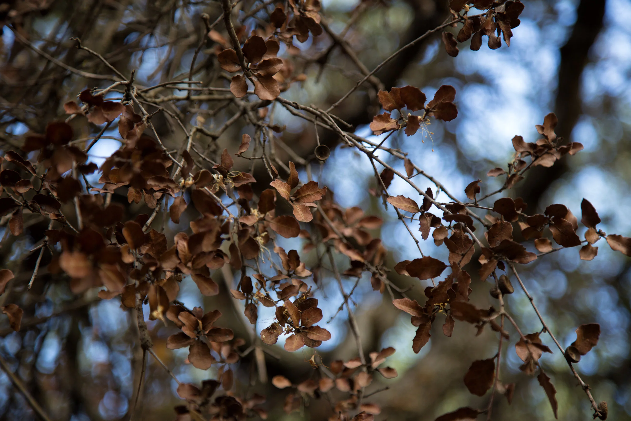 browning oak