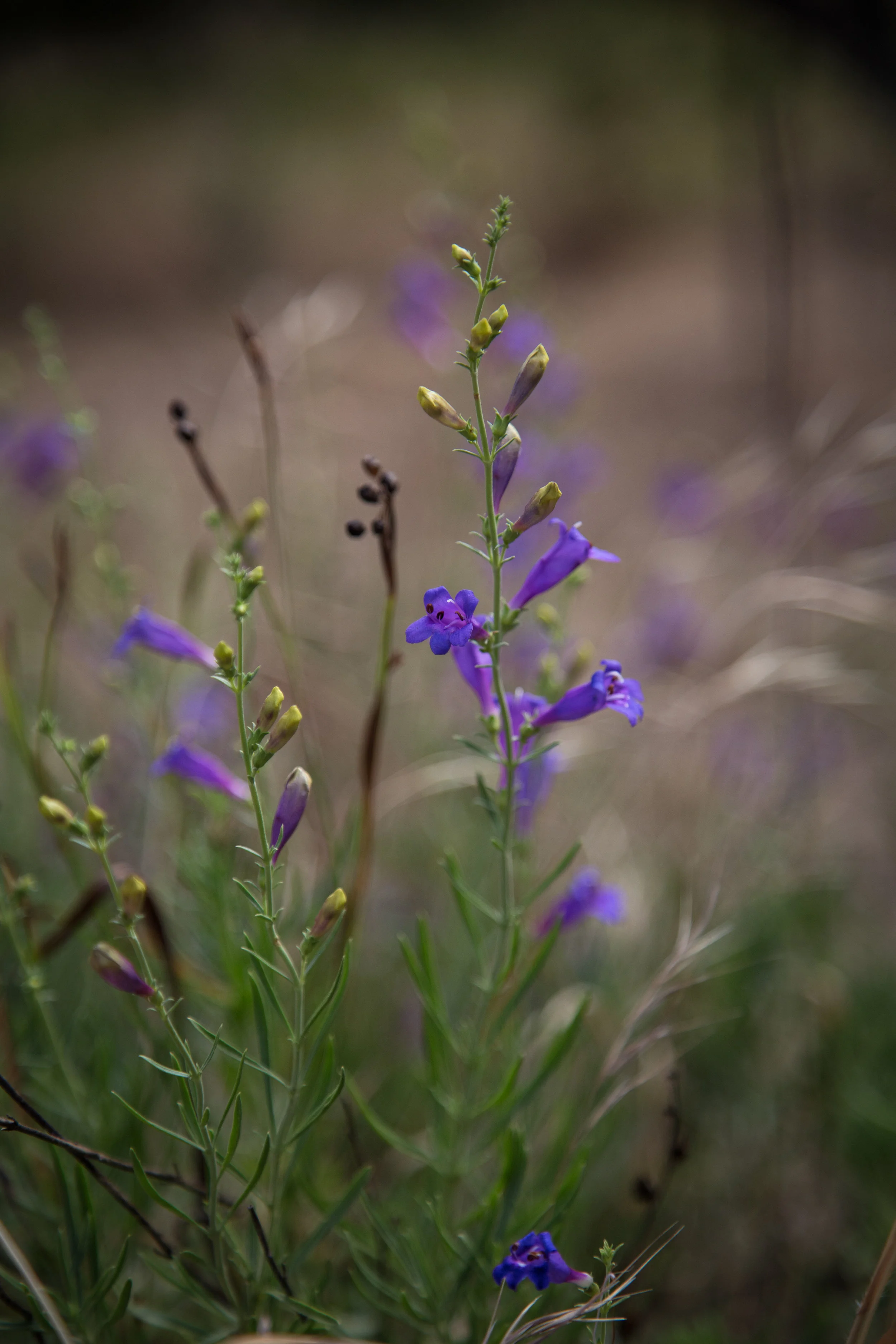 Penstemon
