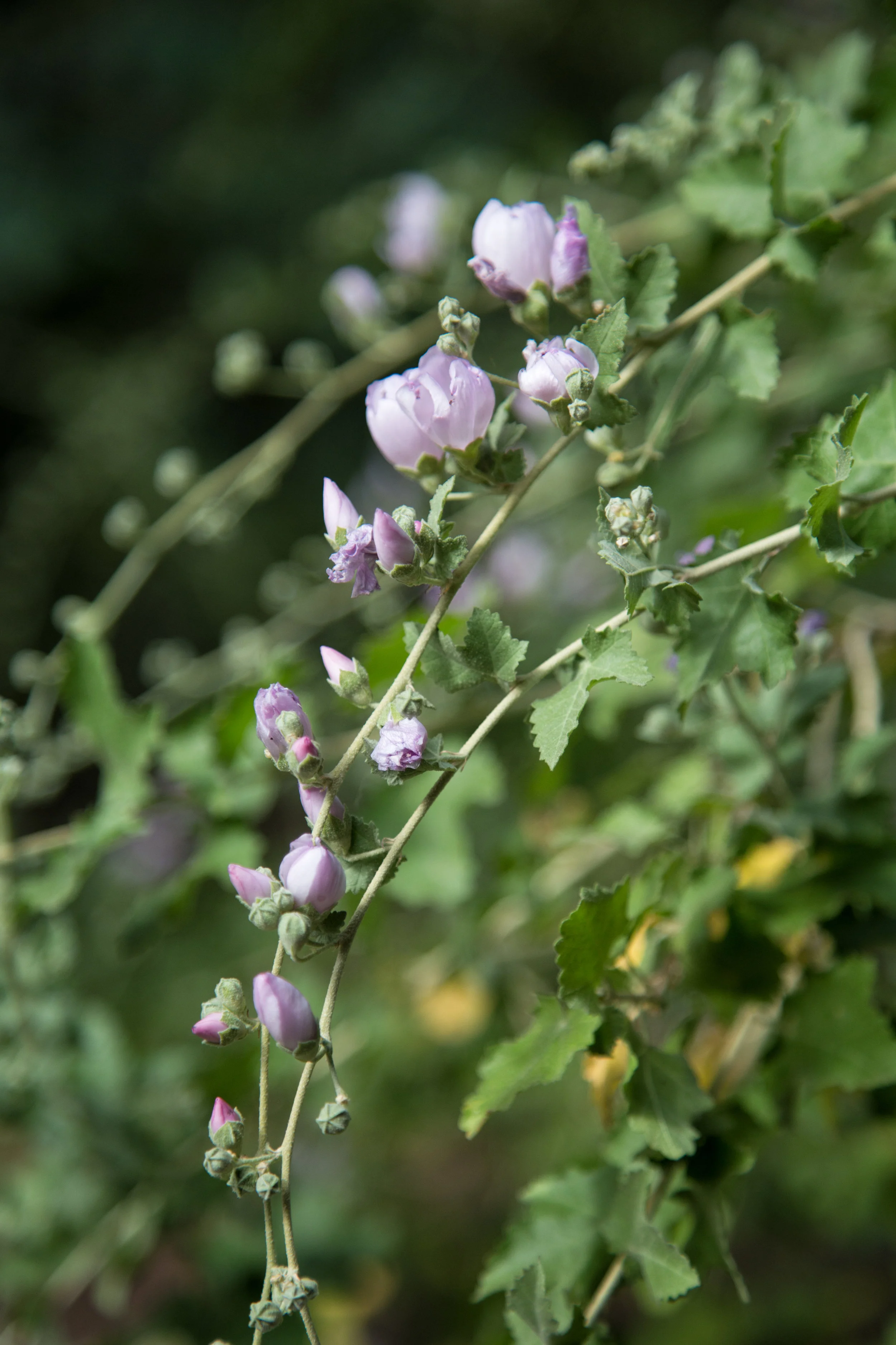 Bush mallow