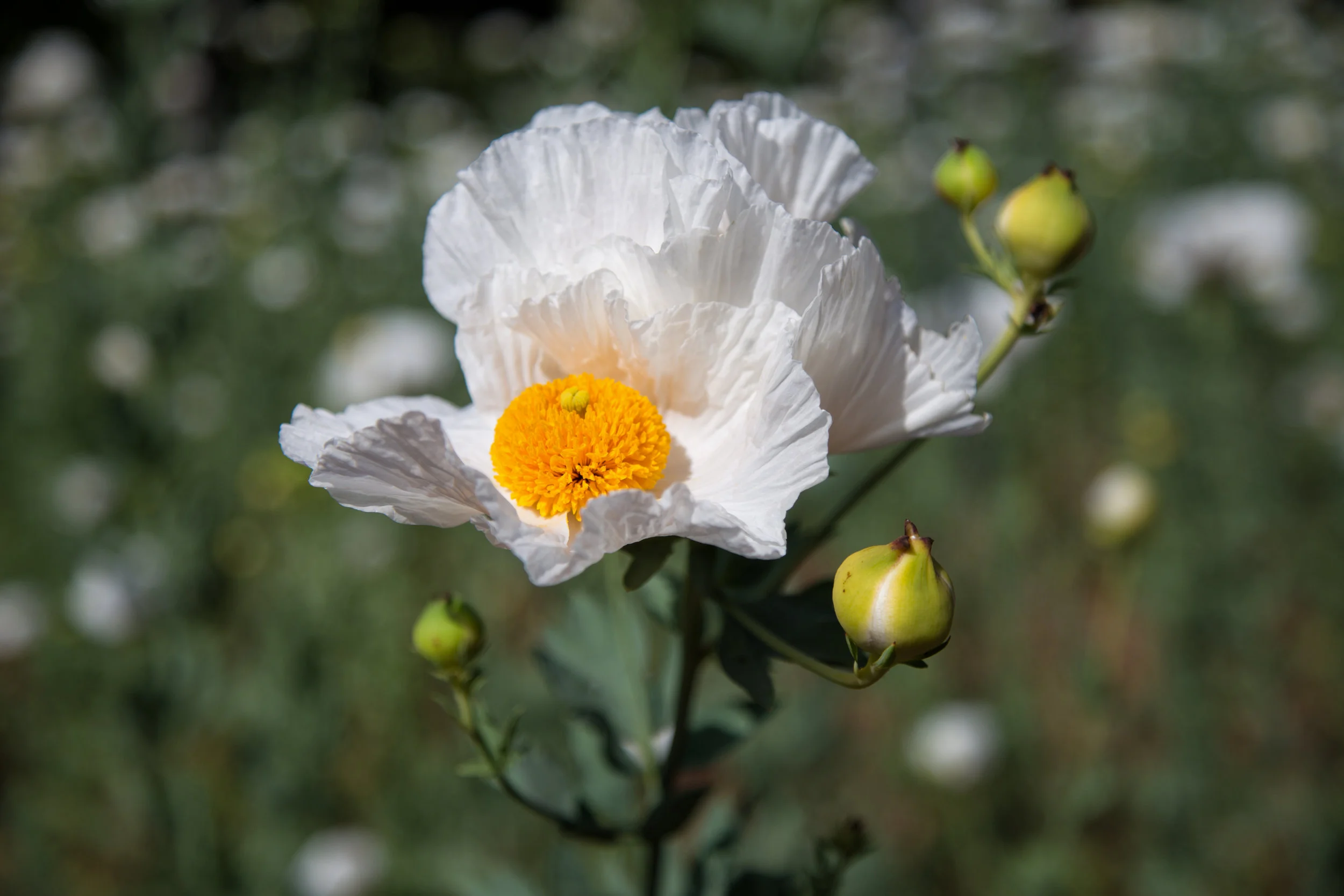 Matilija poppy