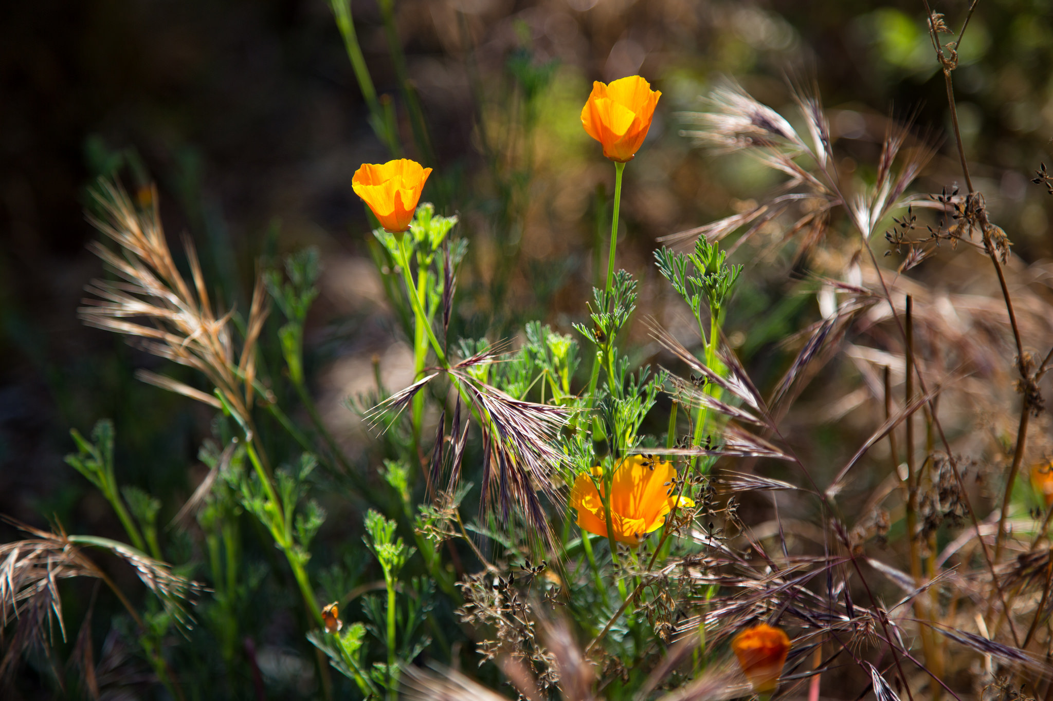 California Poppies