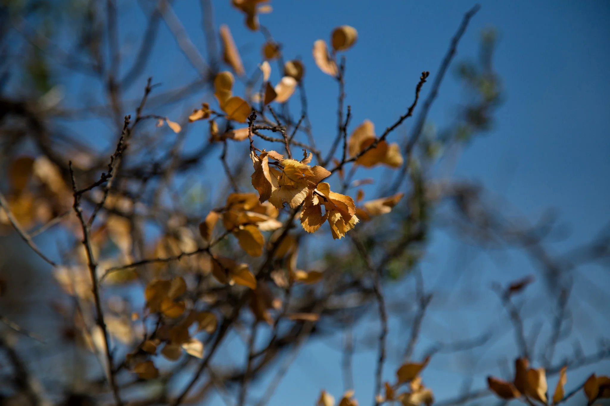 Oak