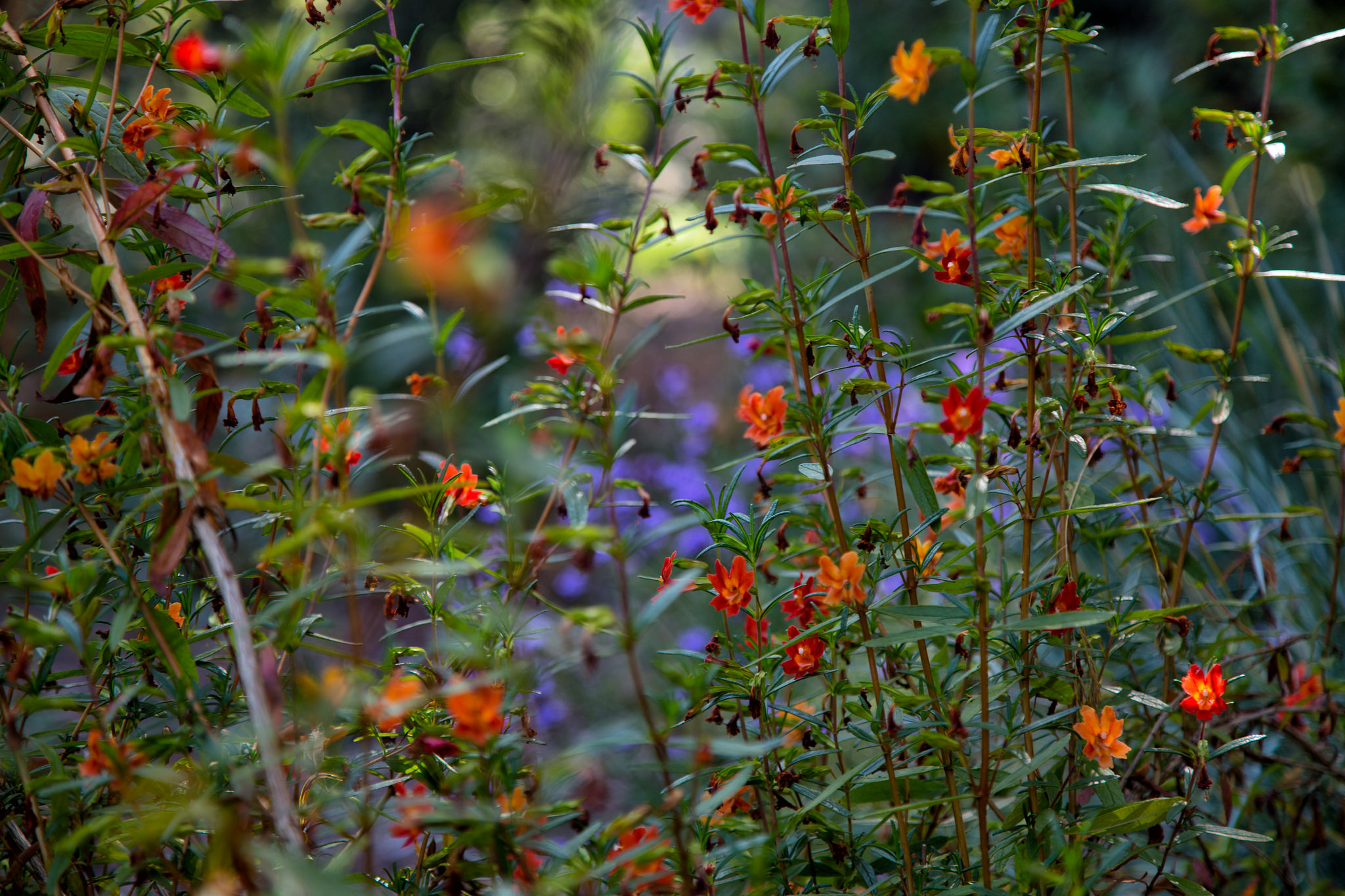 Sticky Monkey Flower