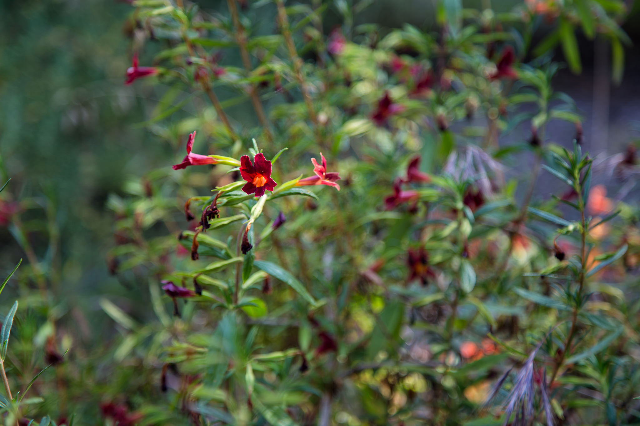 Sticky Monkey Flower