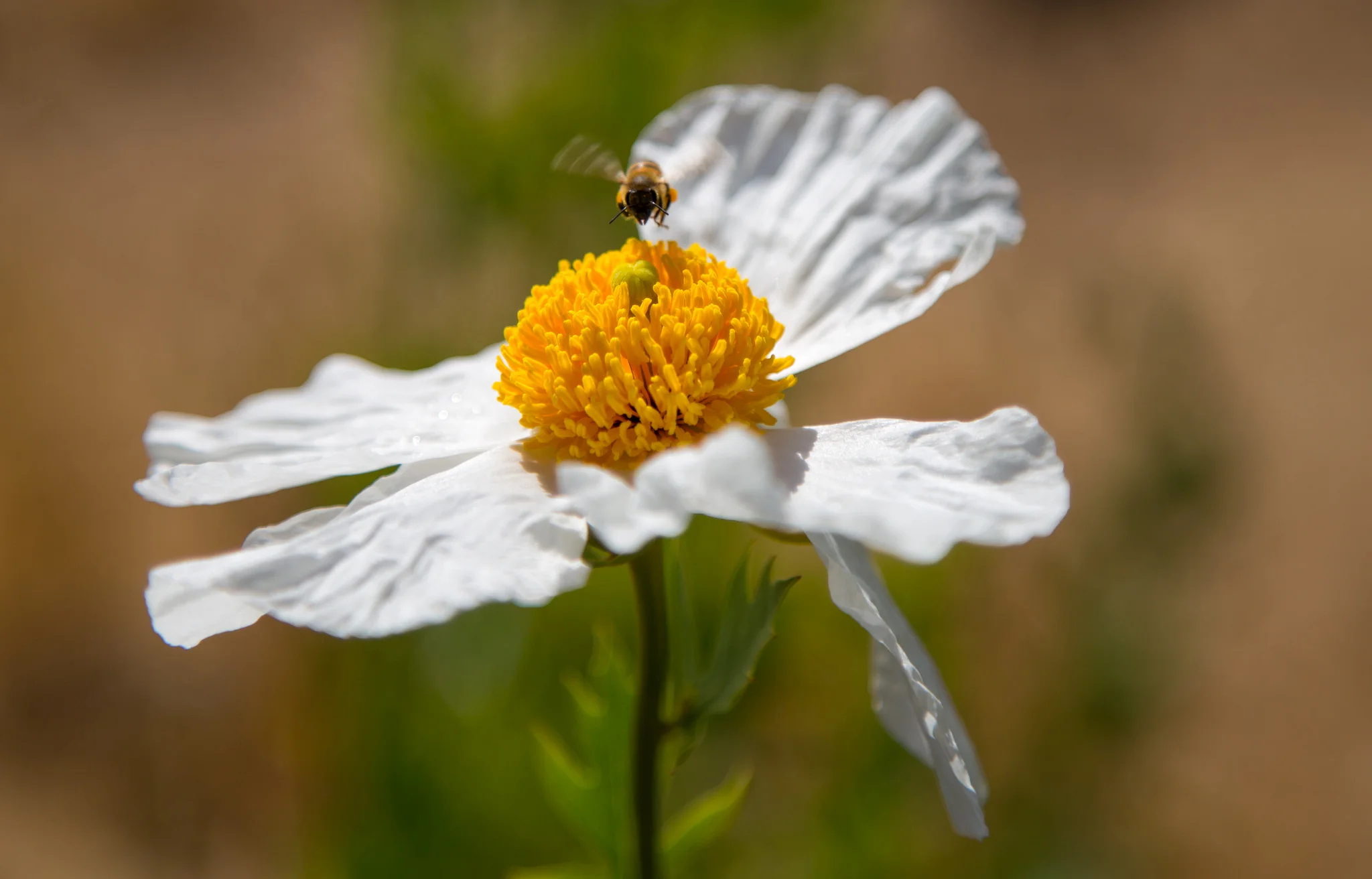 honey bee on Matilija Poppy