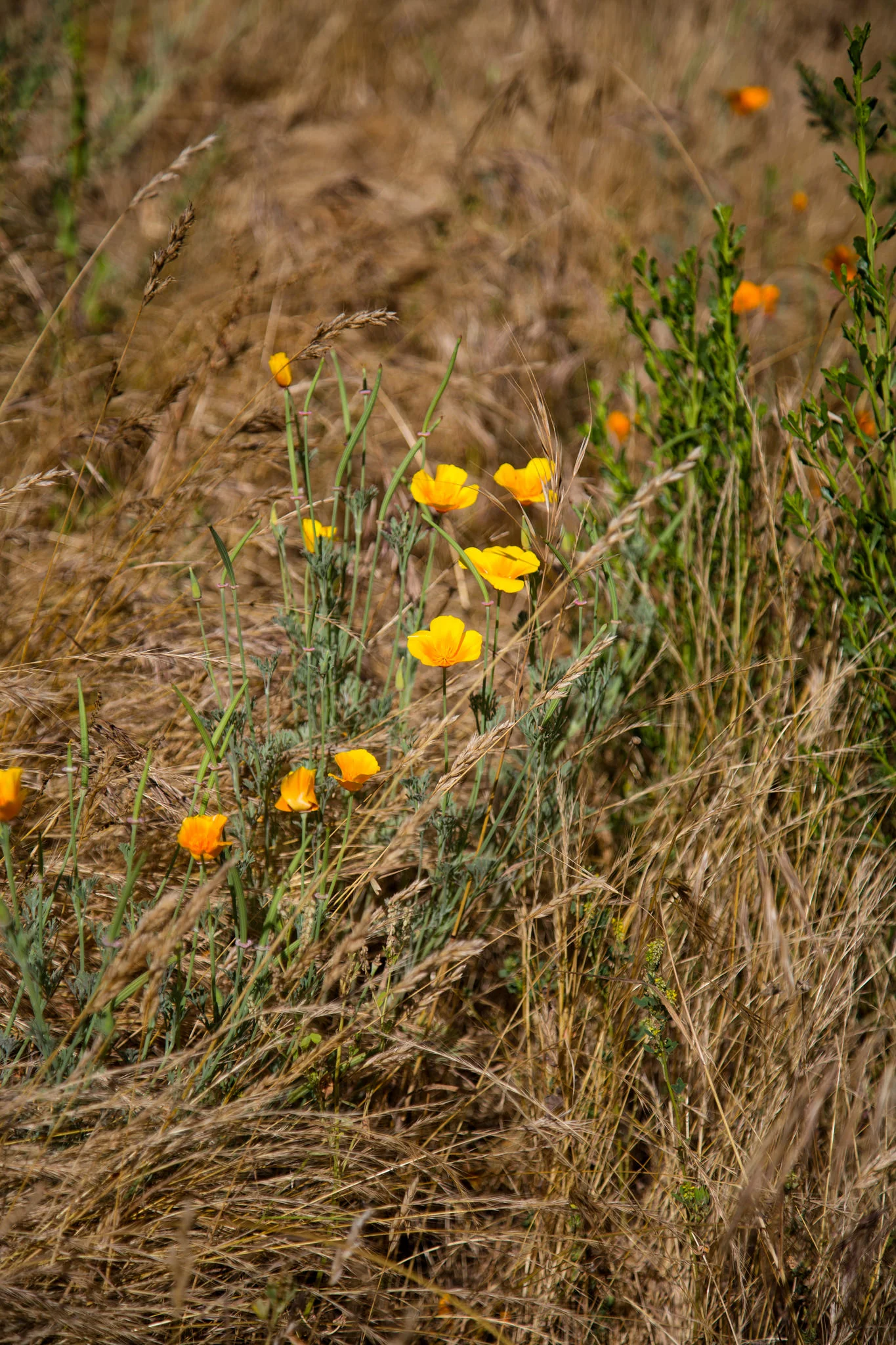 California Poppy