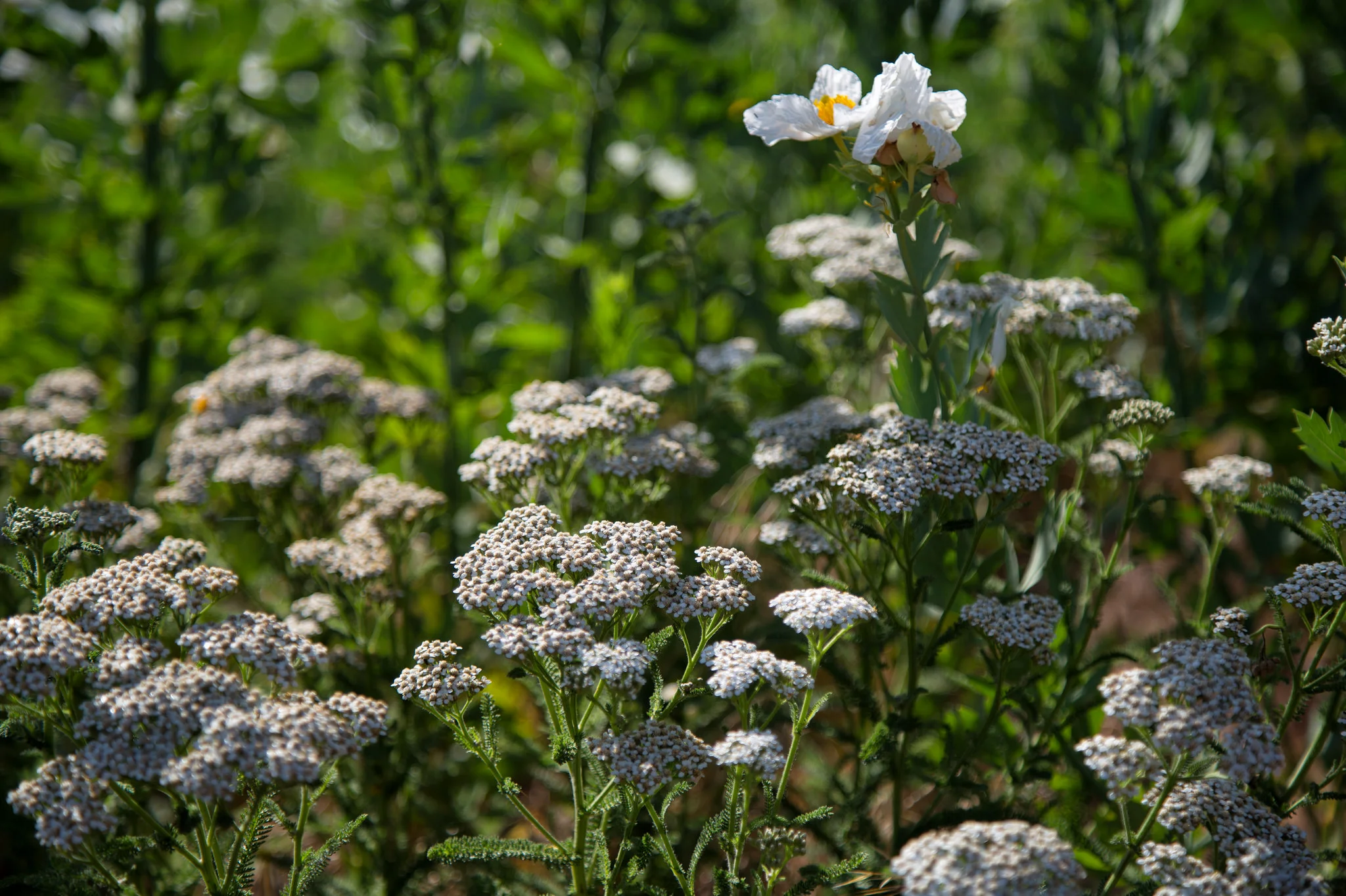 Yarrow and Matilija Poppy