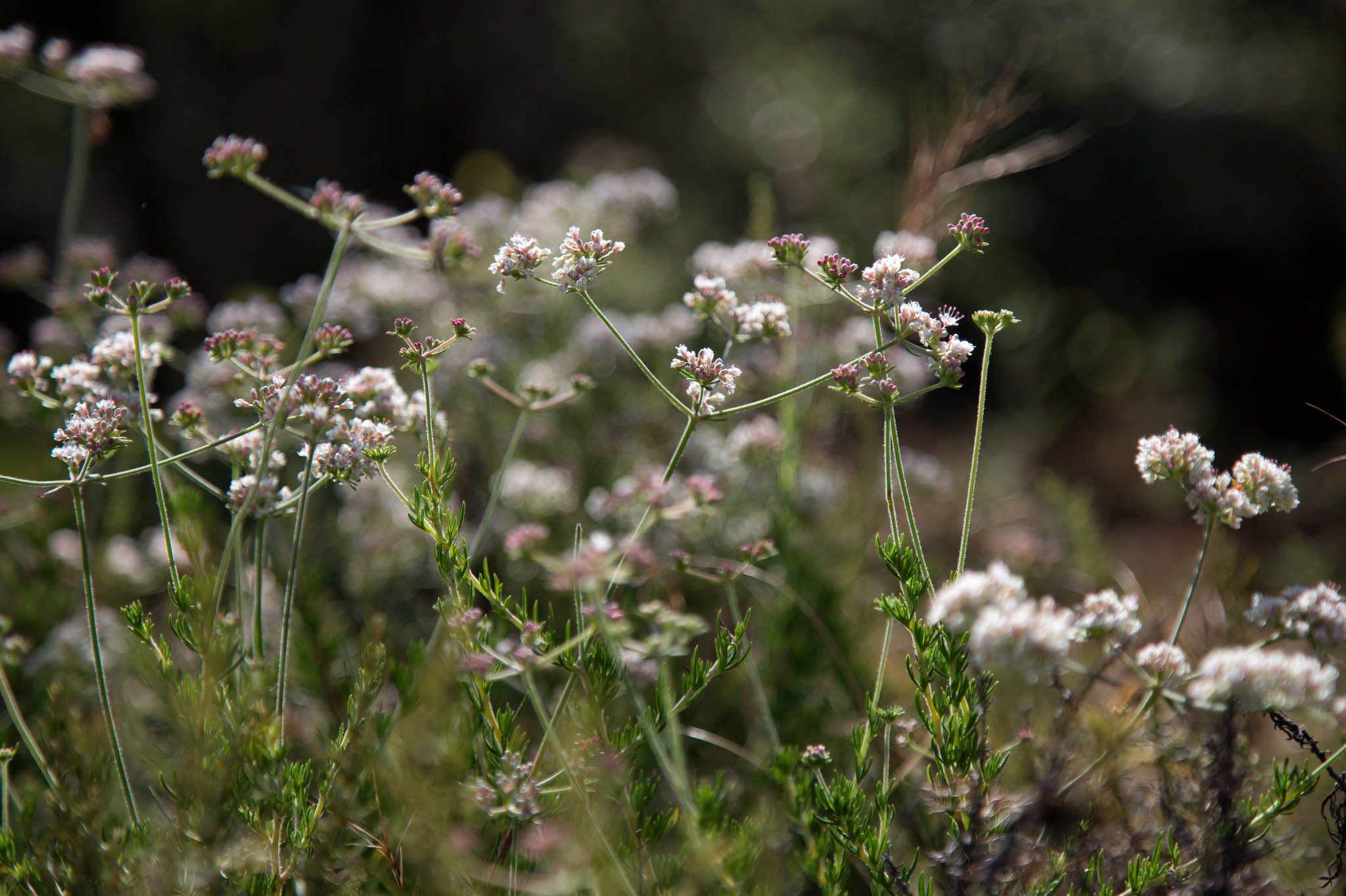 California Buckwheat