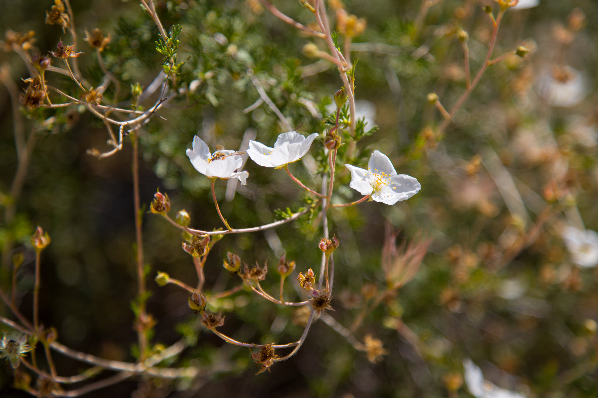 Apache Plume