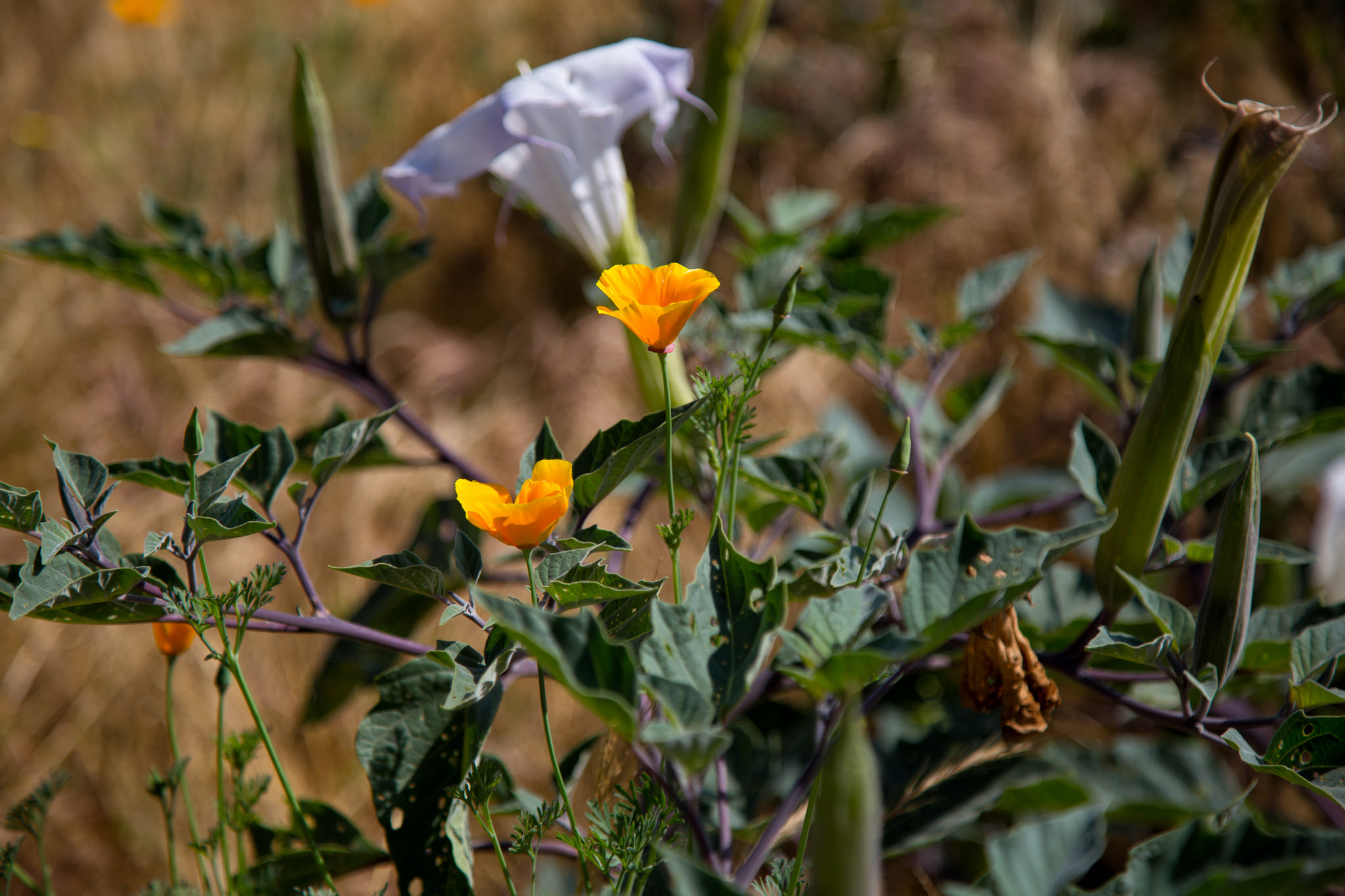 California Poppy and Sacred Datura