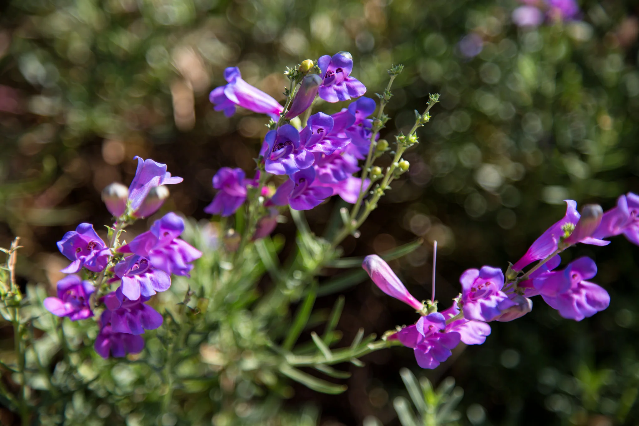Penstemon