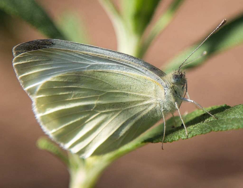 Cabbage White