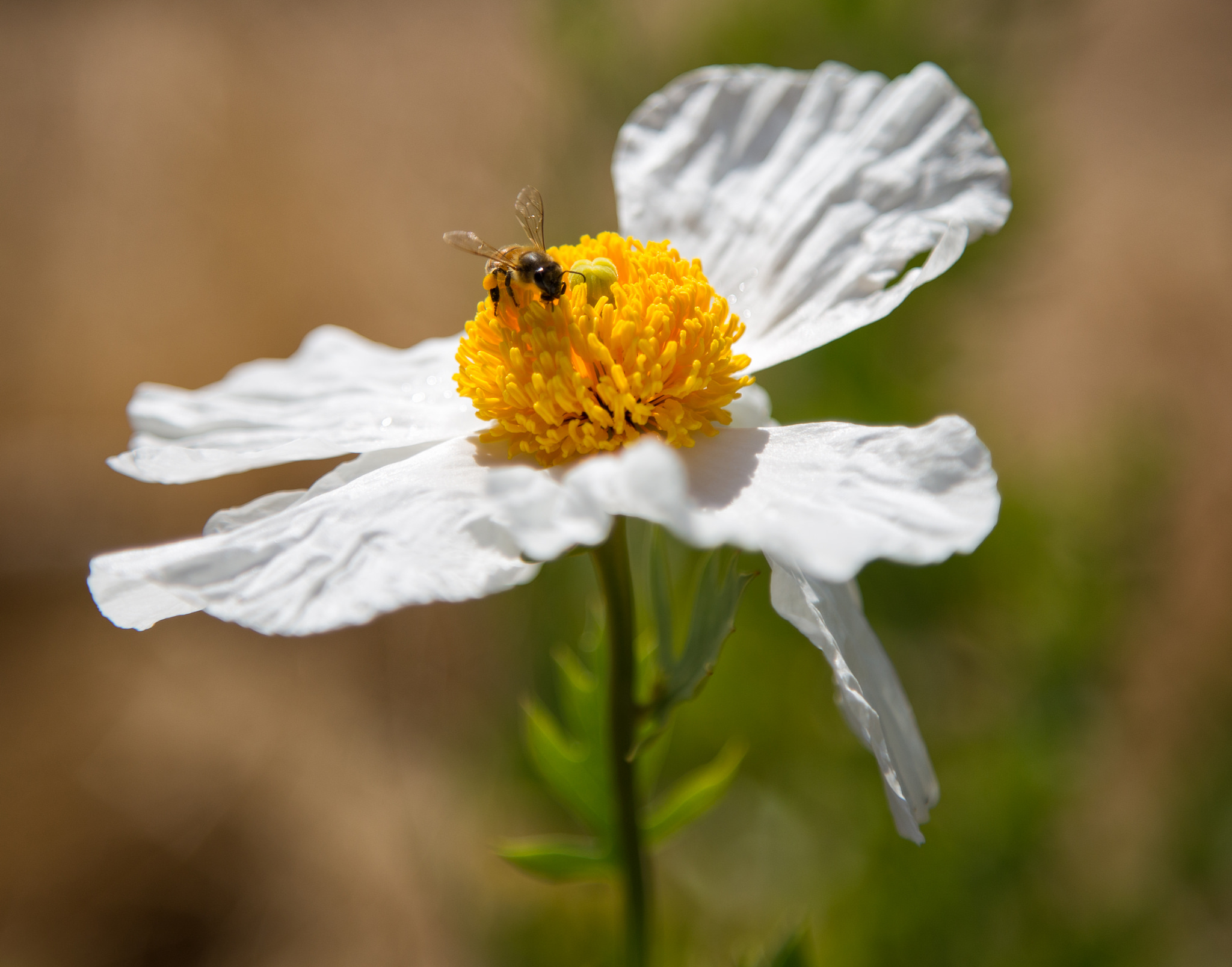 Honey Bee on Matilija Poppy