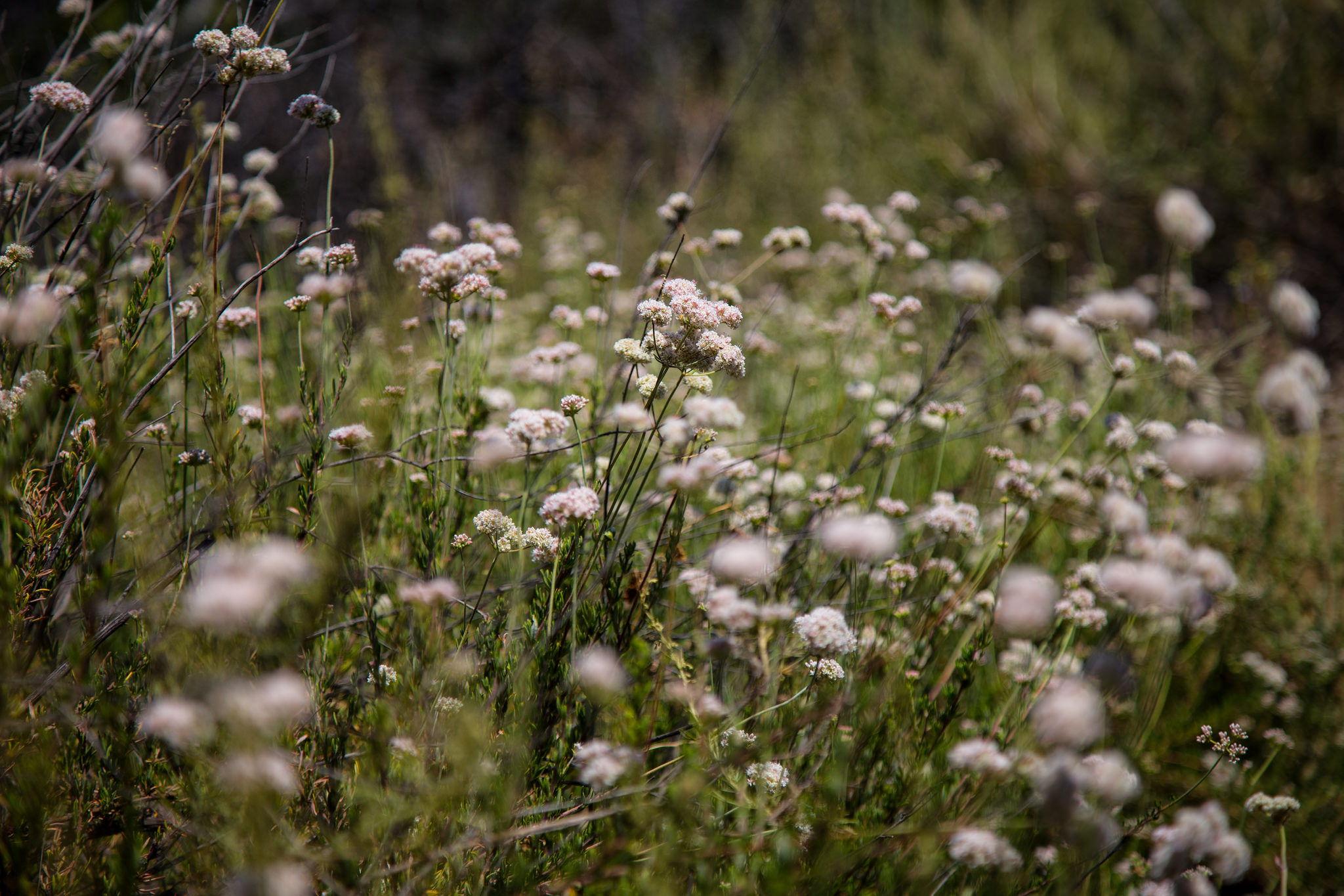 California Buckwheat
