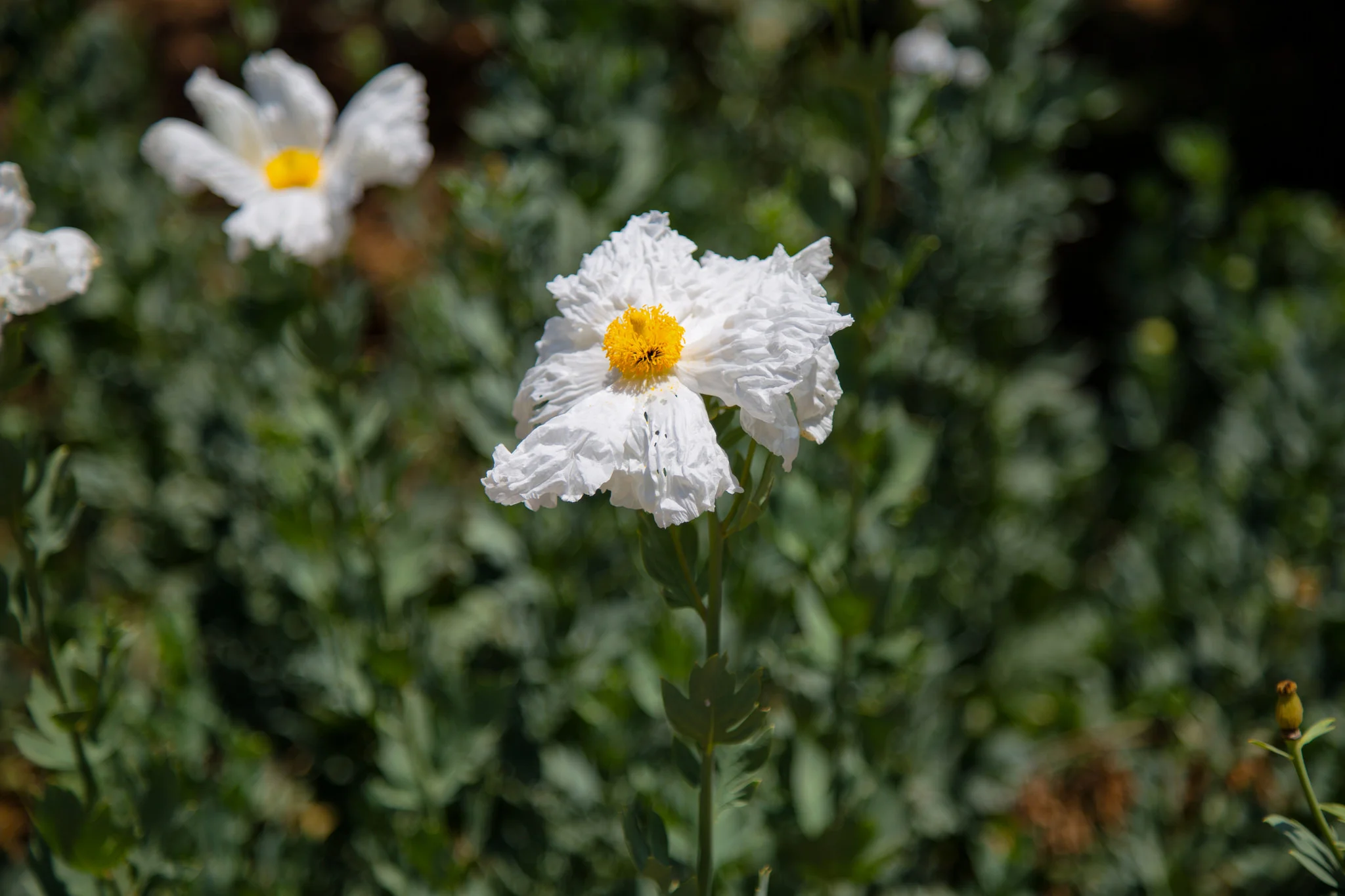 Matilija Poppy