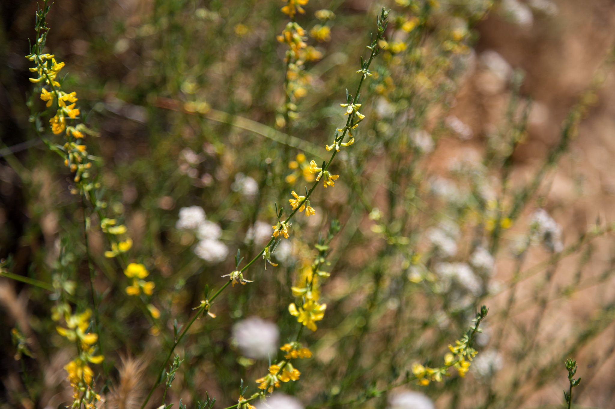 Deerweed