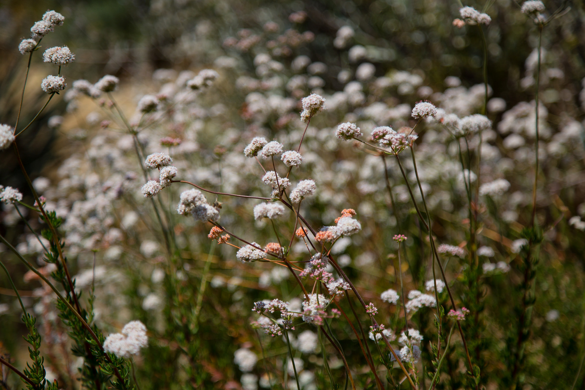 California Buckwheat