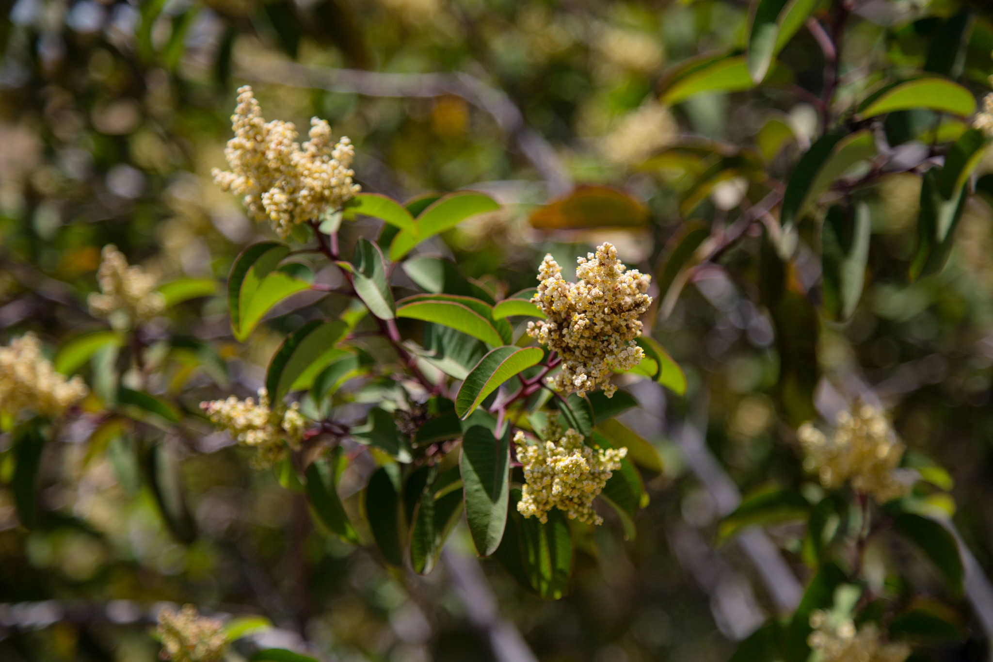 Laurel Sumac