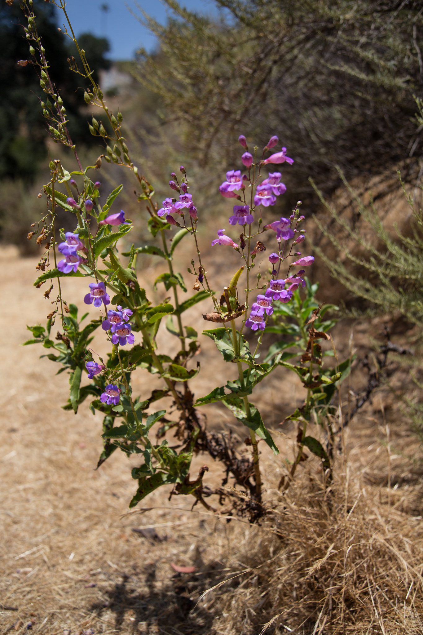 Penstemon