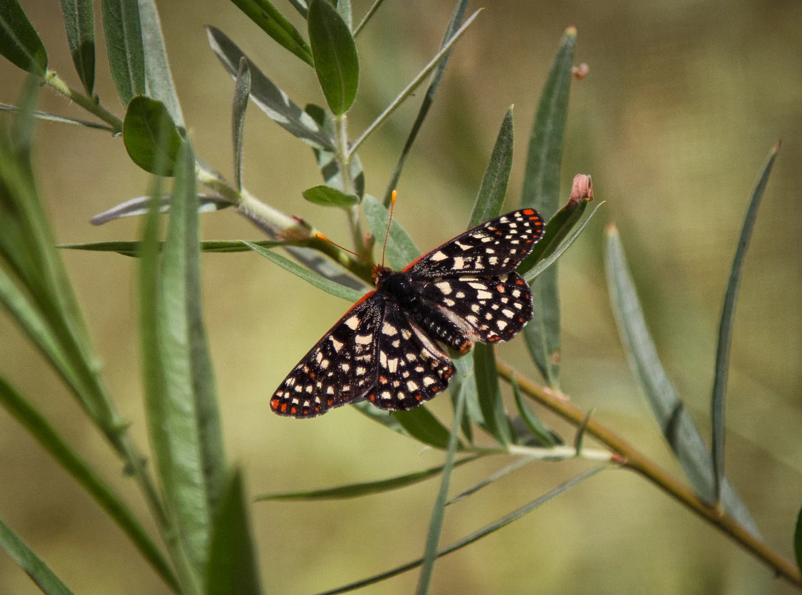Variable Checkerspot