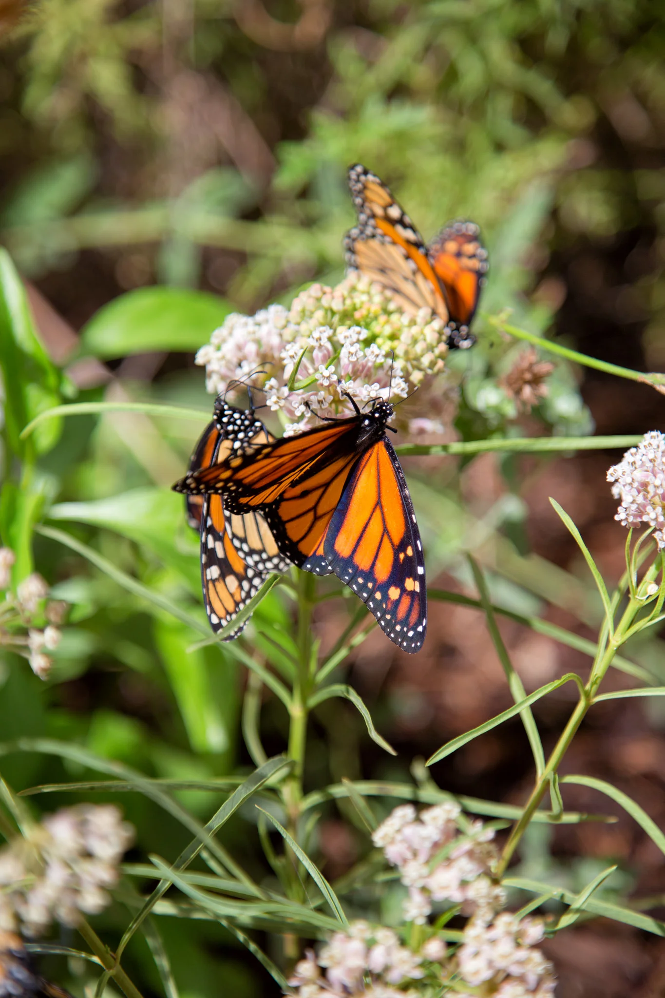 Monarchs on Milkweed