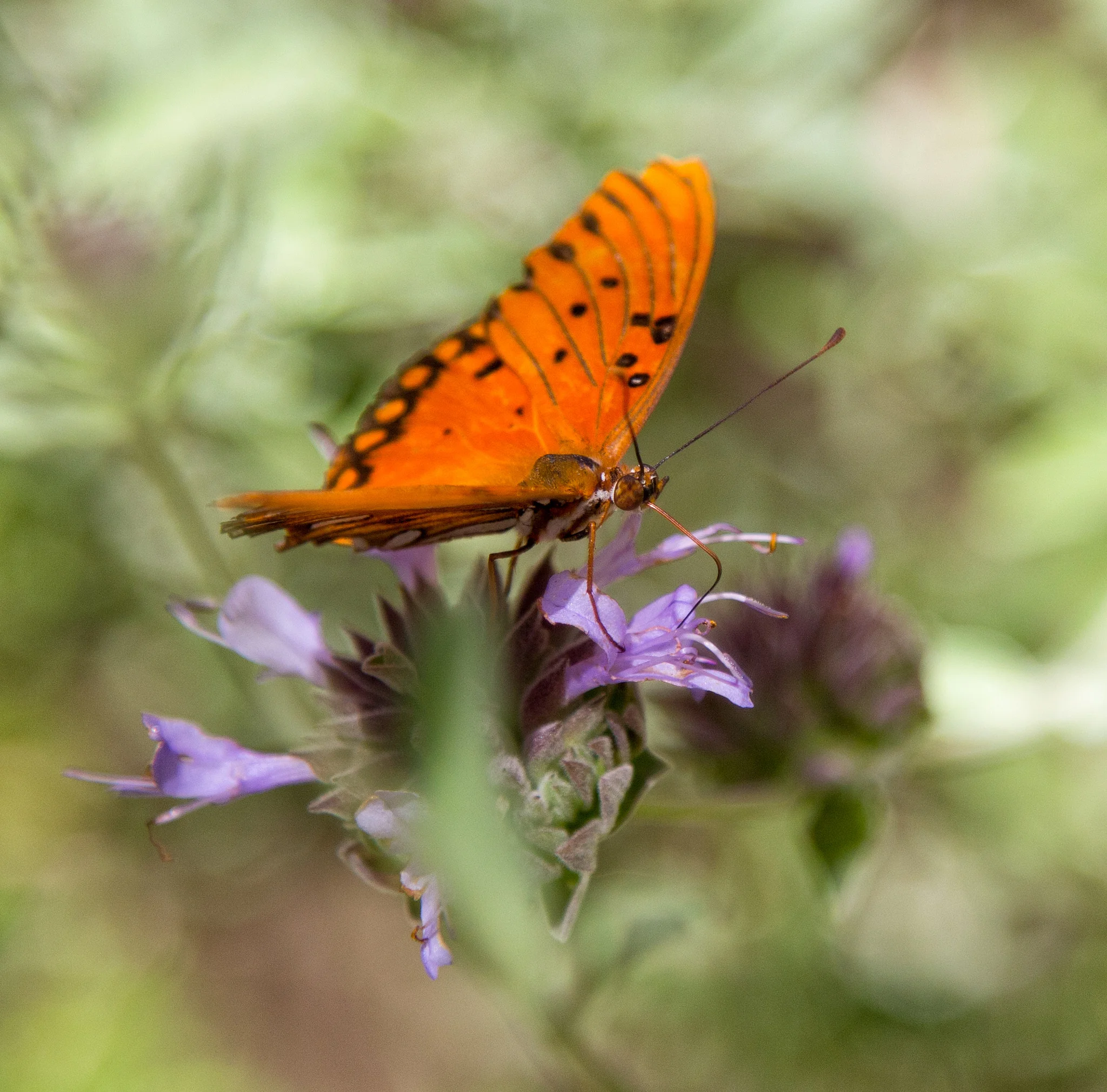Gulf Fritillary on Cleveland Sage