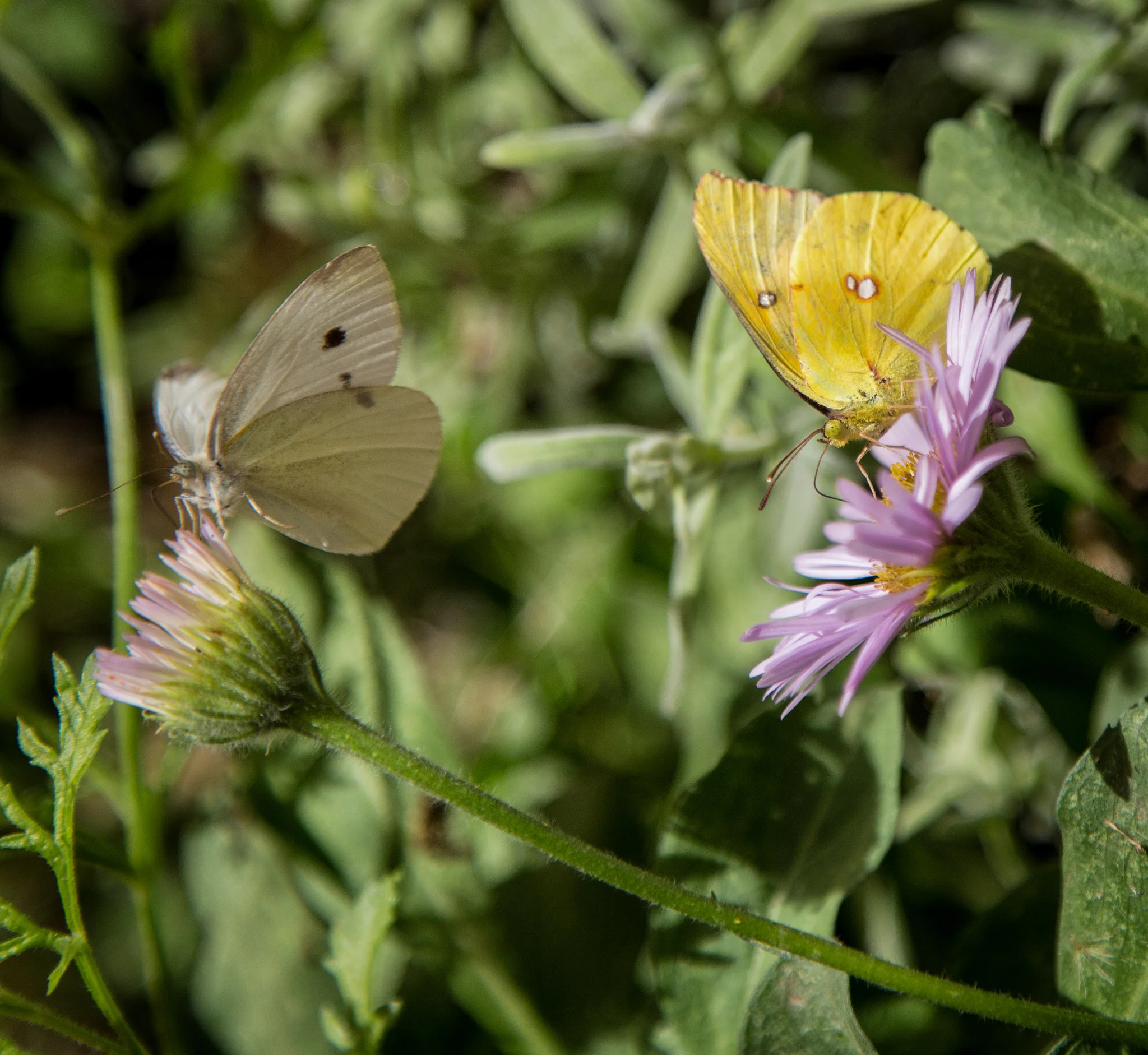 Cabbage White and California Dogface on Seaside Daisy