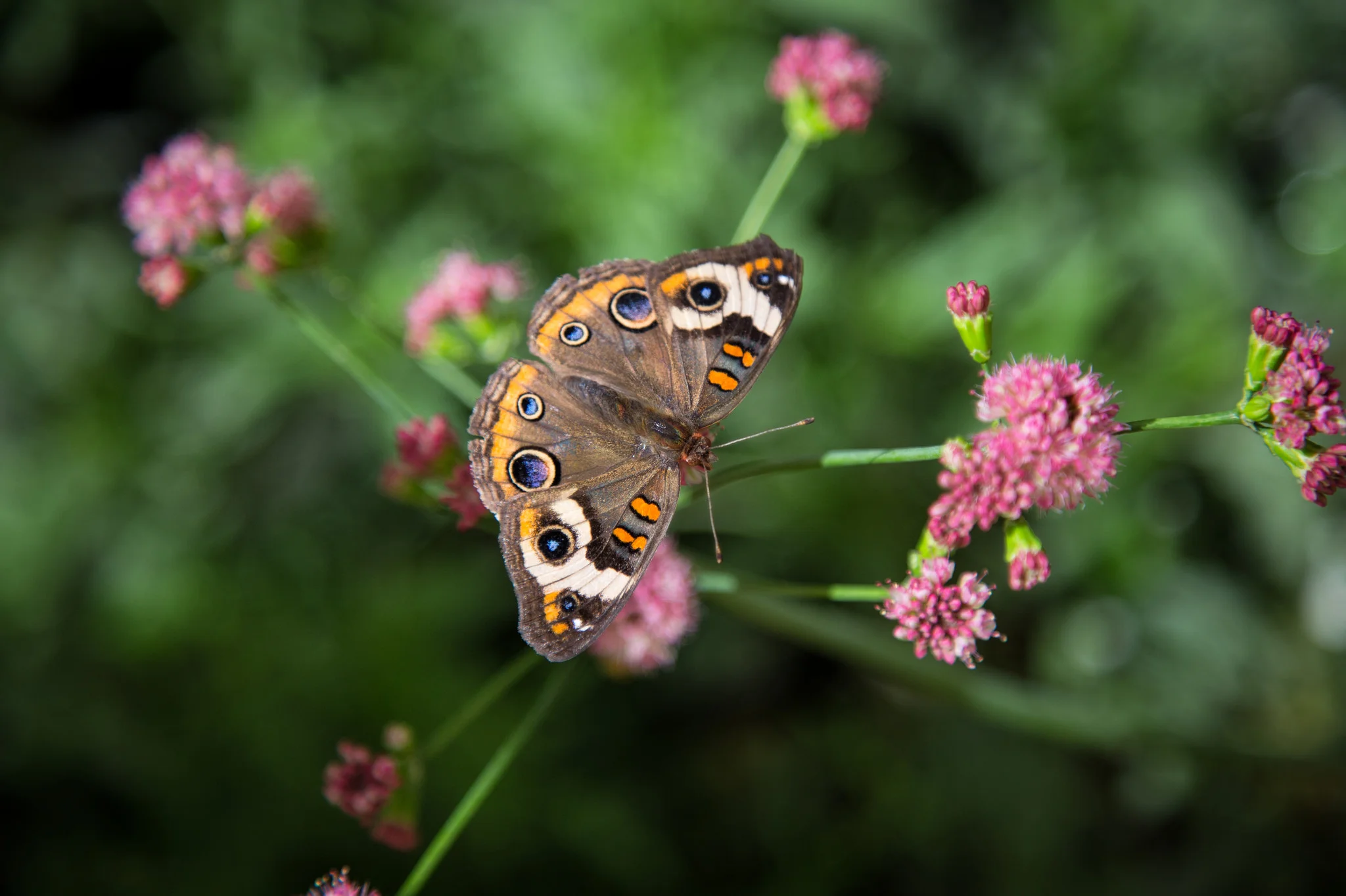 Common Buckeye