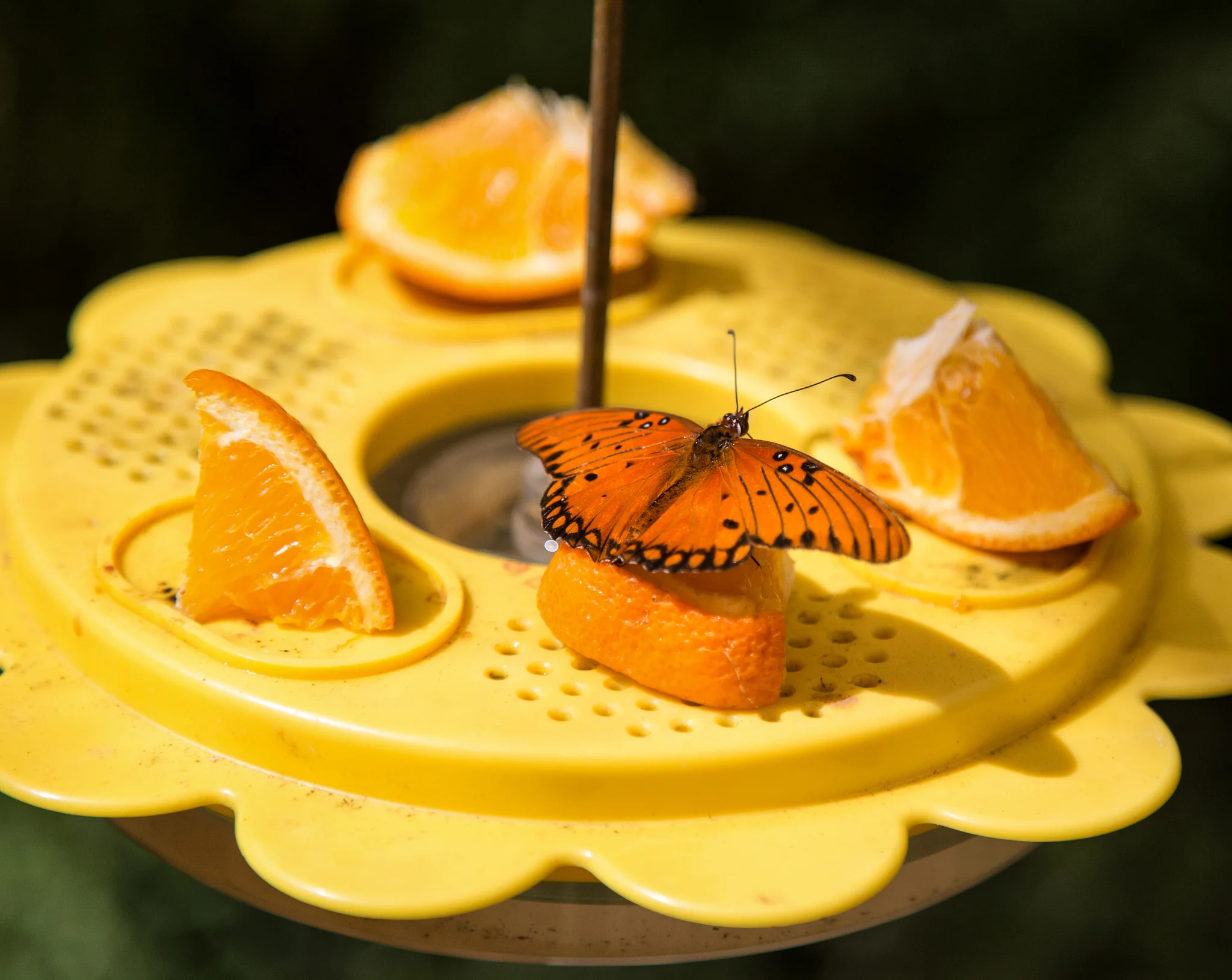 Gulf Fritillary nectaring on butterfly feeder